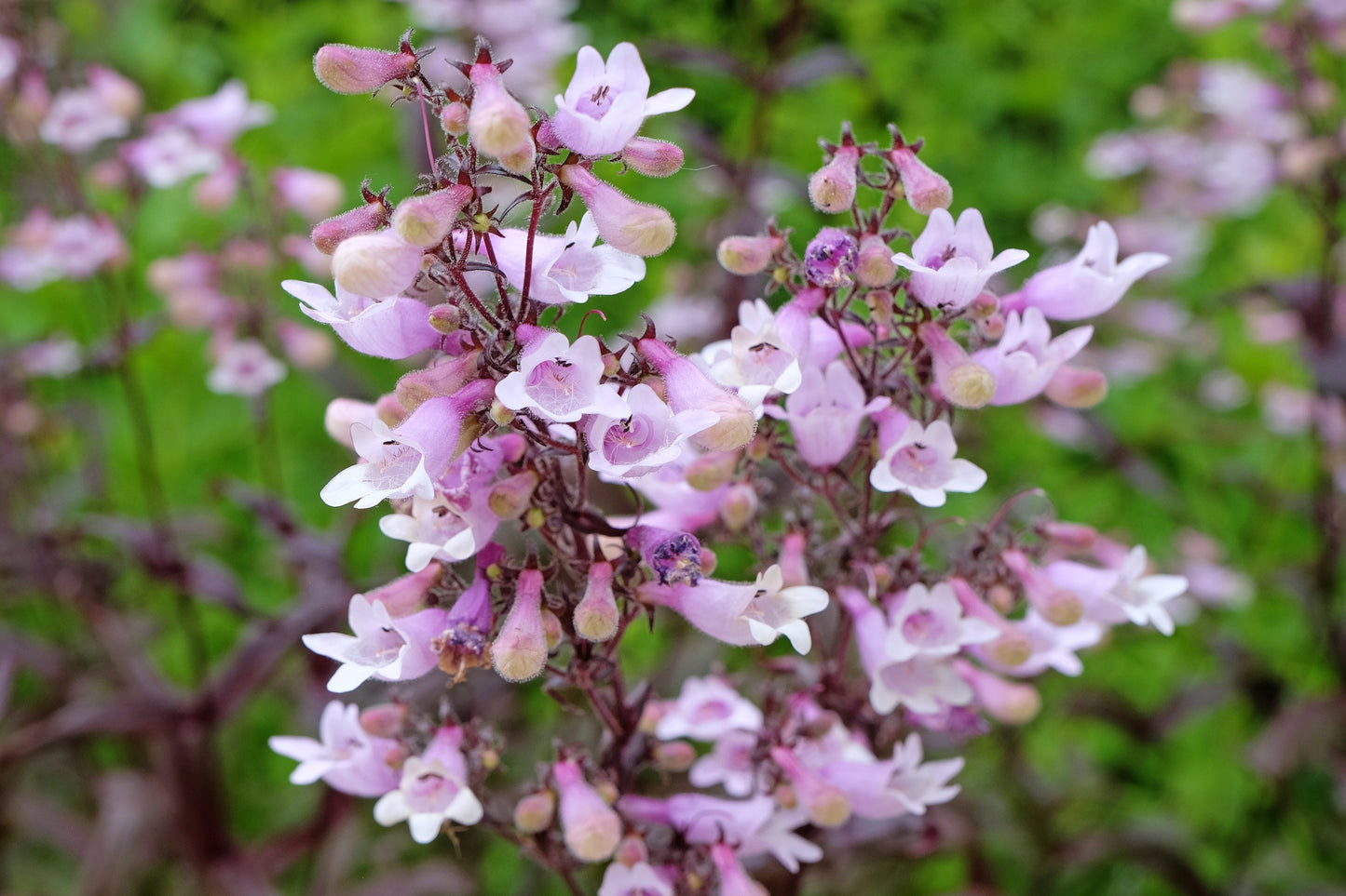 500 CALICO BEARDTONGUE (Smooth Beardtongue / Eastern Beardtongue) Penstemon Calycosus Flower Seeds
