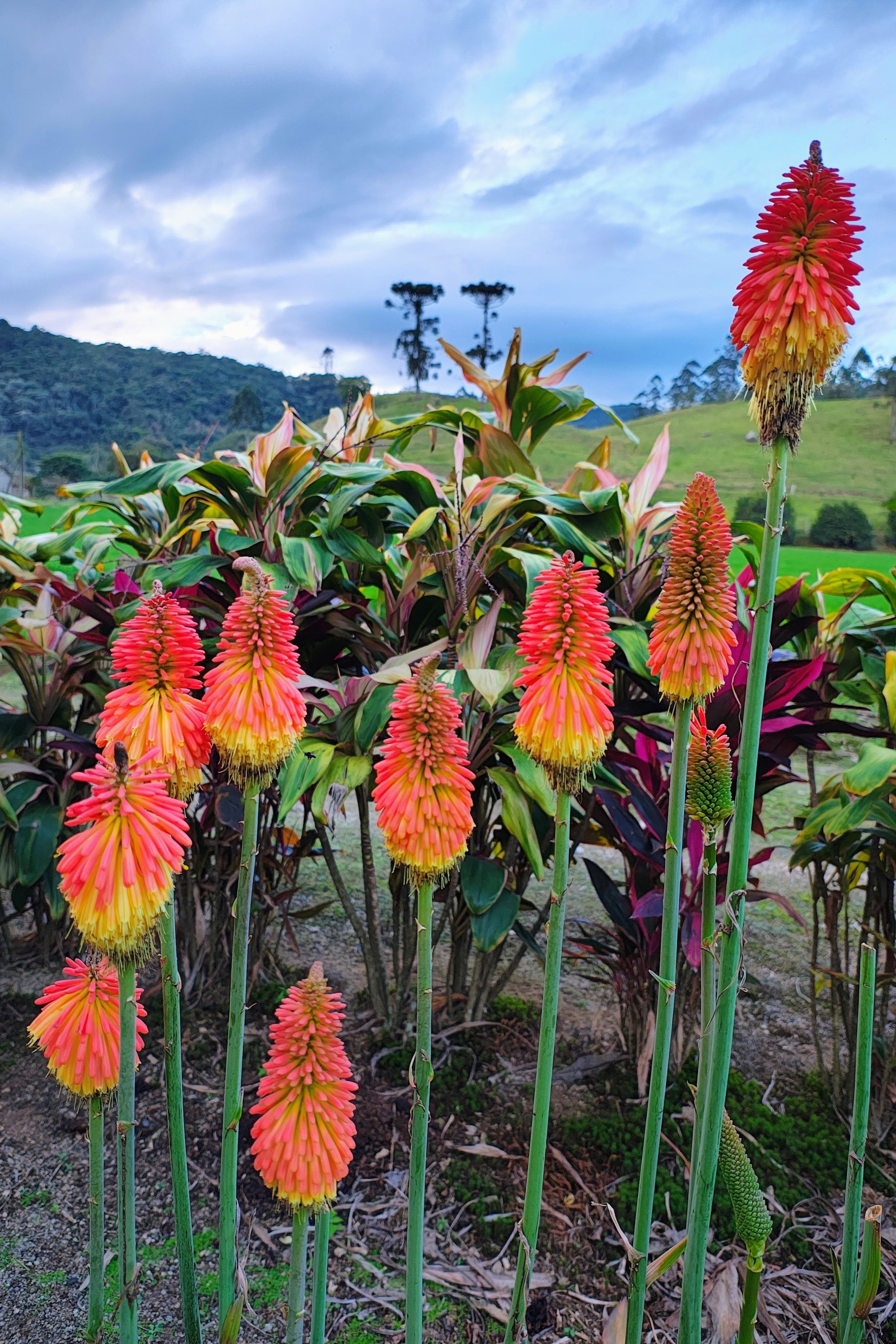 50 TORCH LILY Red Hot Poker / Tritoma / Kniphofia Uvaria Flower