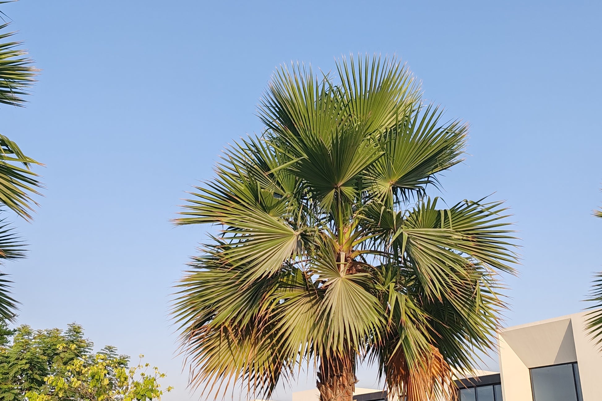fan like palm plant 30 CALIFORNIA FAN PALM Tree Petticoat Arizona Desert Washingtonia Fili – Seedville USA