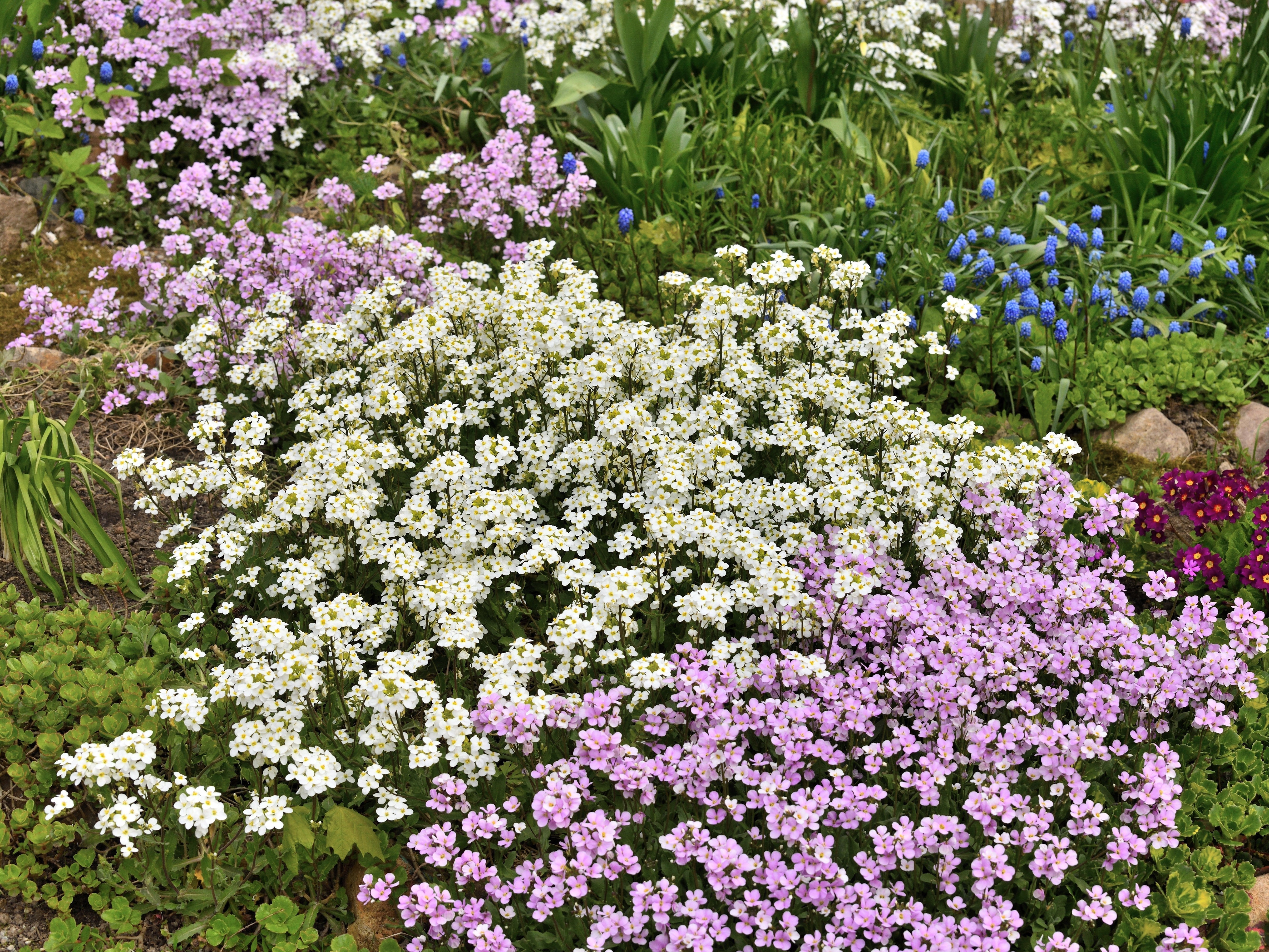 800 WHITE ALPINE ROCKCRESS Aubrieta Rock Cress Arabis Alpina