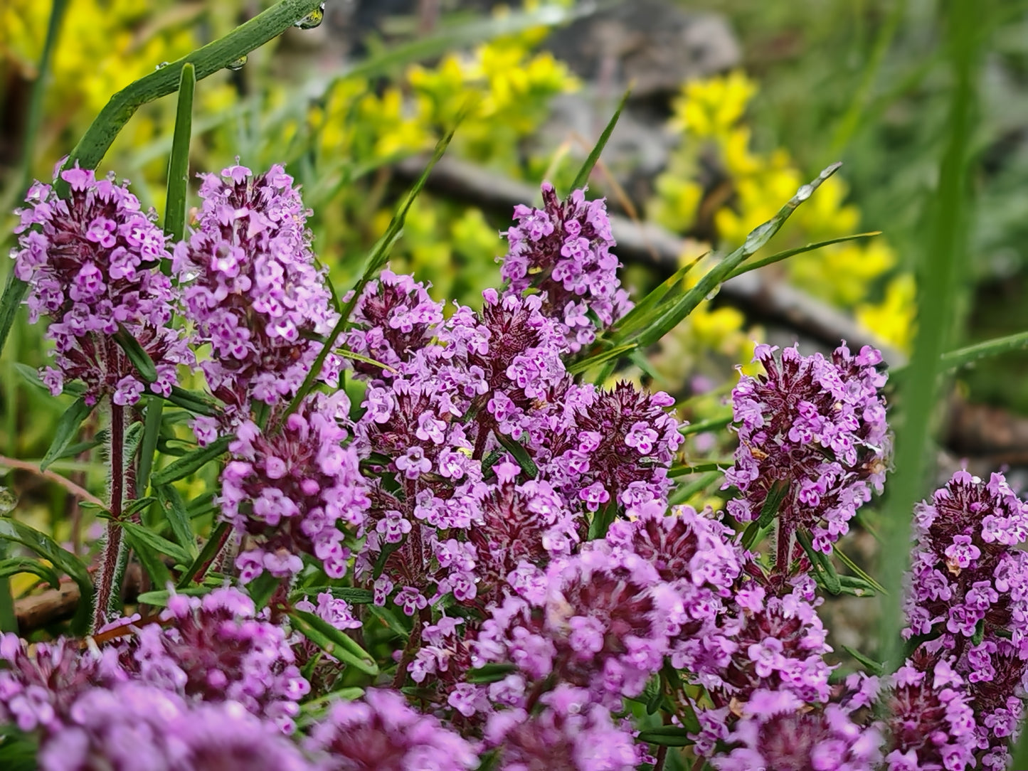thyme flower seeds 100 MOTHER OF THYME aka Lemon Broadleaved Large Thyme Thymus Pulegioid – Seedville USA
