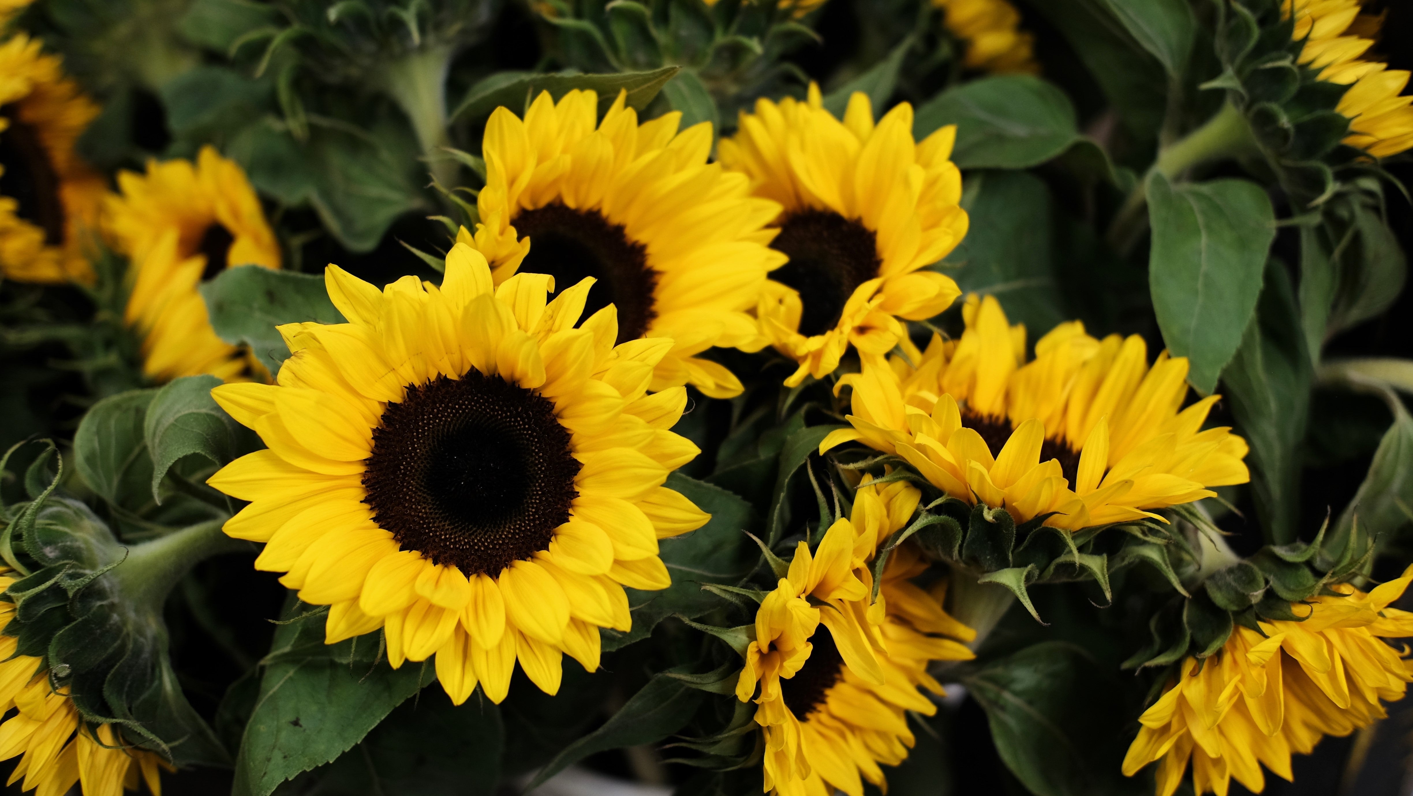 Seedville Sunflower - Thumbnail 2