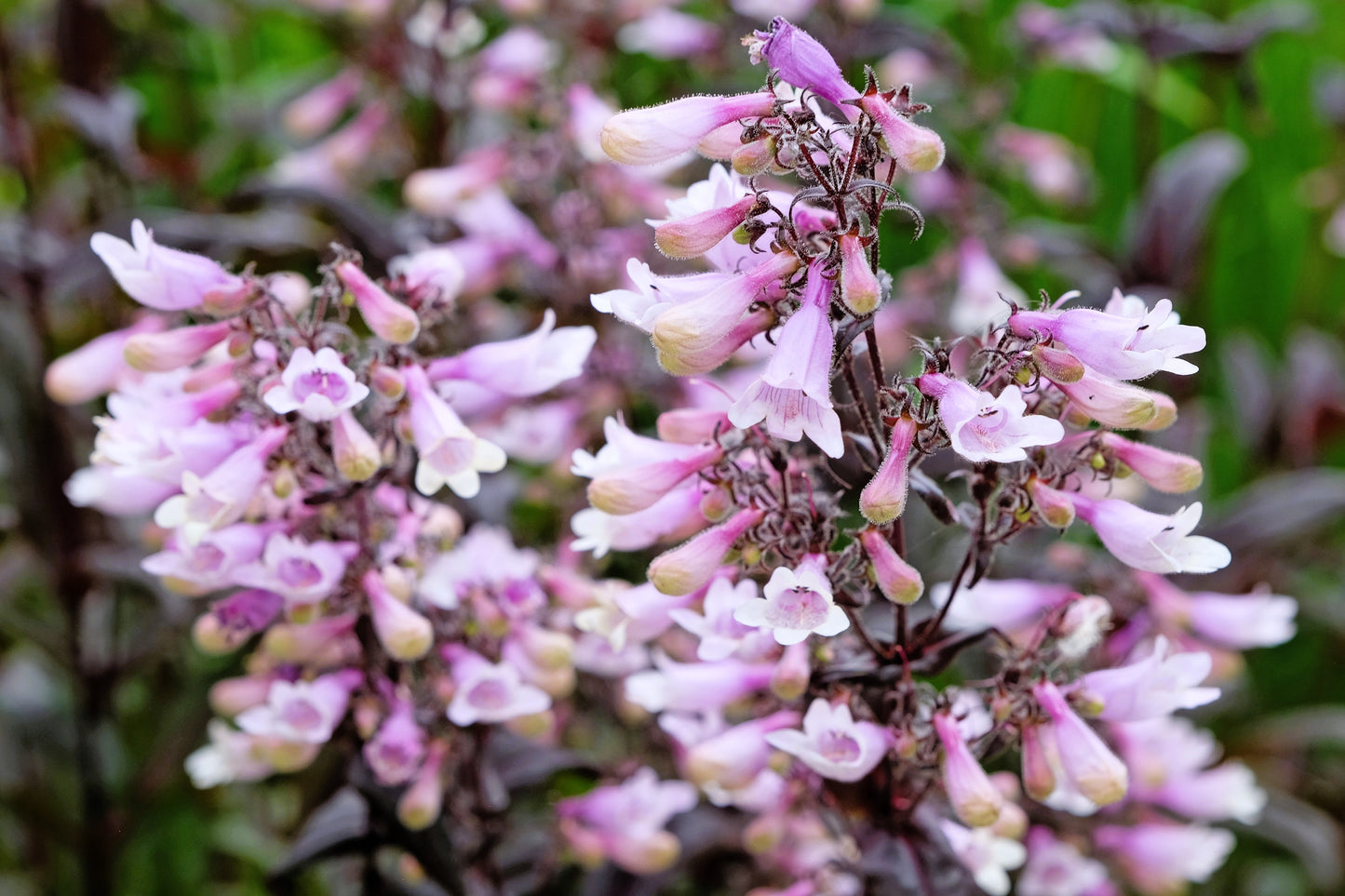 500 CALICO BEARDTONGUE (Smooth Beardtongue / Eastern Beardtongue) Penstemon Calycosus Flower Seeds