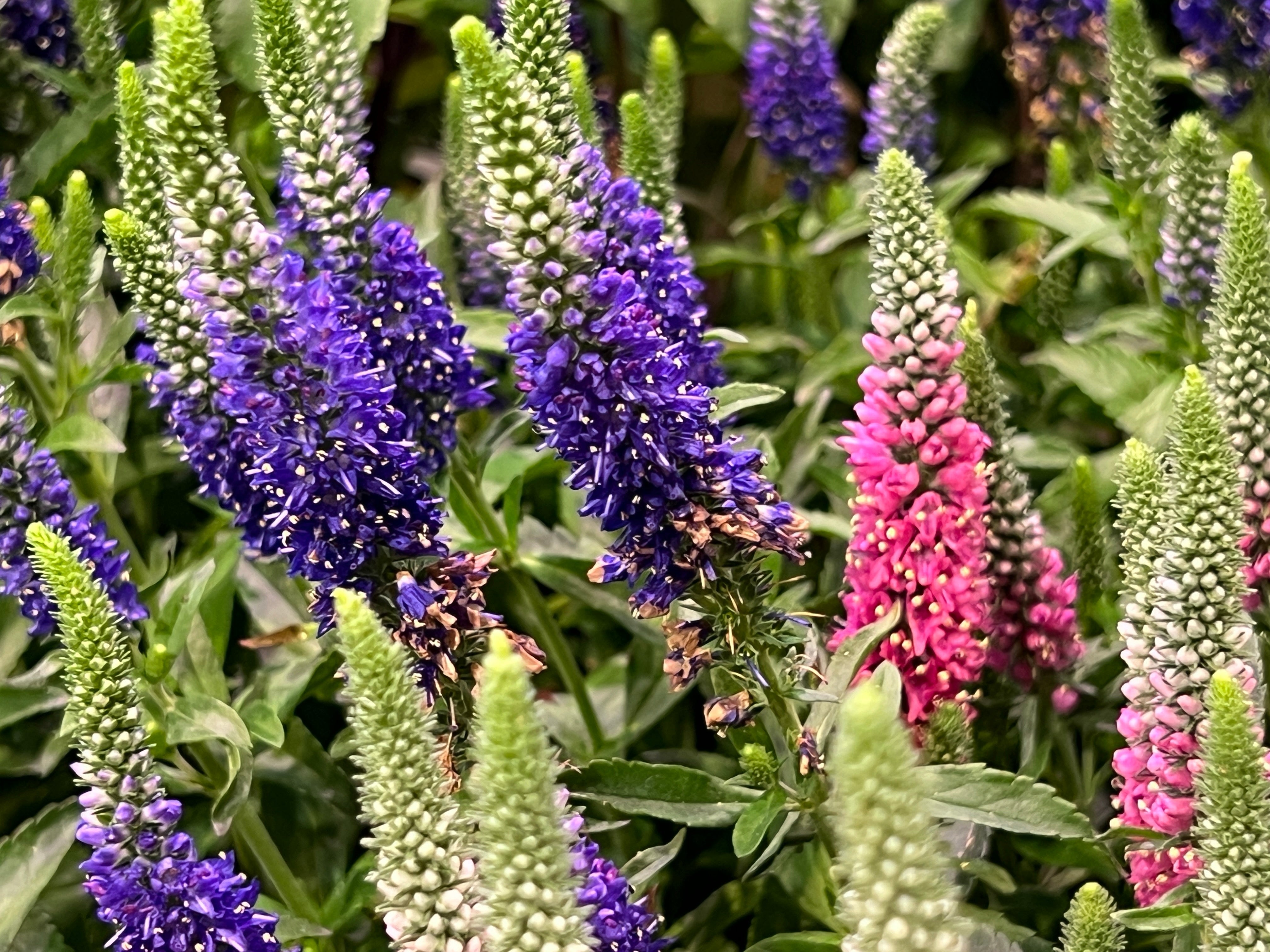 50 Mixed Colors VERONICA SIGHTSEEING MIXTURE (Spike Speedwell