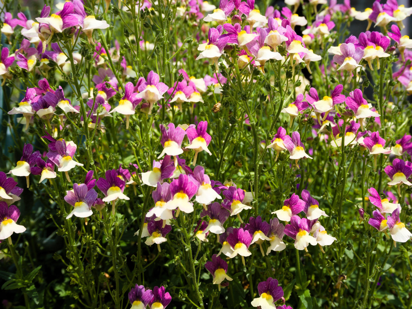 2000 BABY SNAPDRAGON Toadflax Linaria Maroccana Flower Seeds