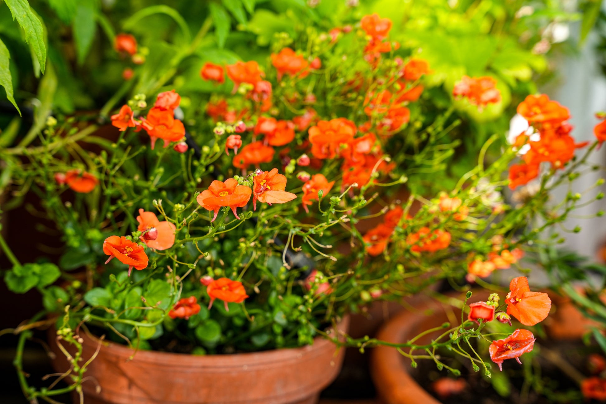 diascia flower seeds 50 SCARLET MASK FLOWER Hummingbird Plant Red Alonsoa Warscewiczii Seed – Seedville USA