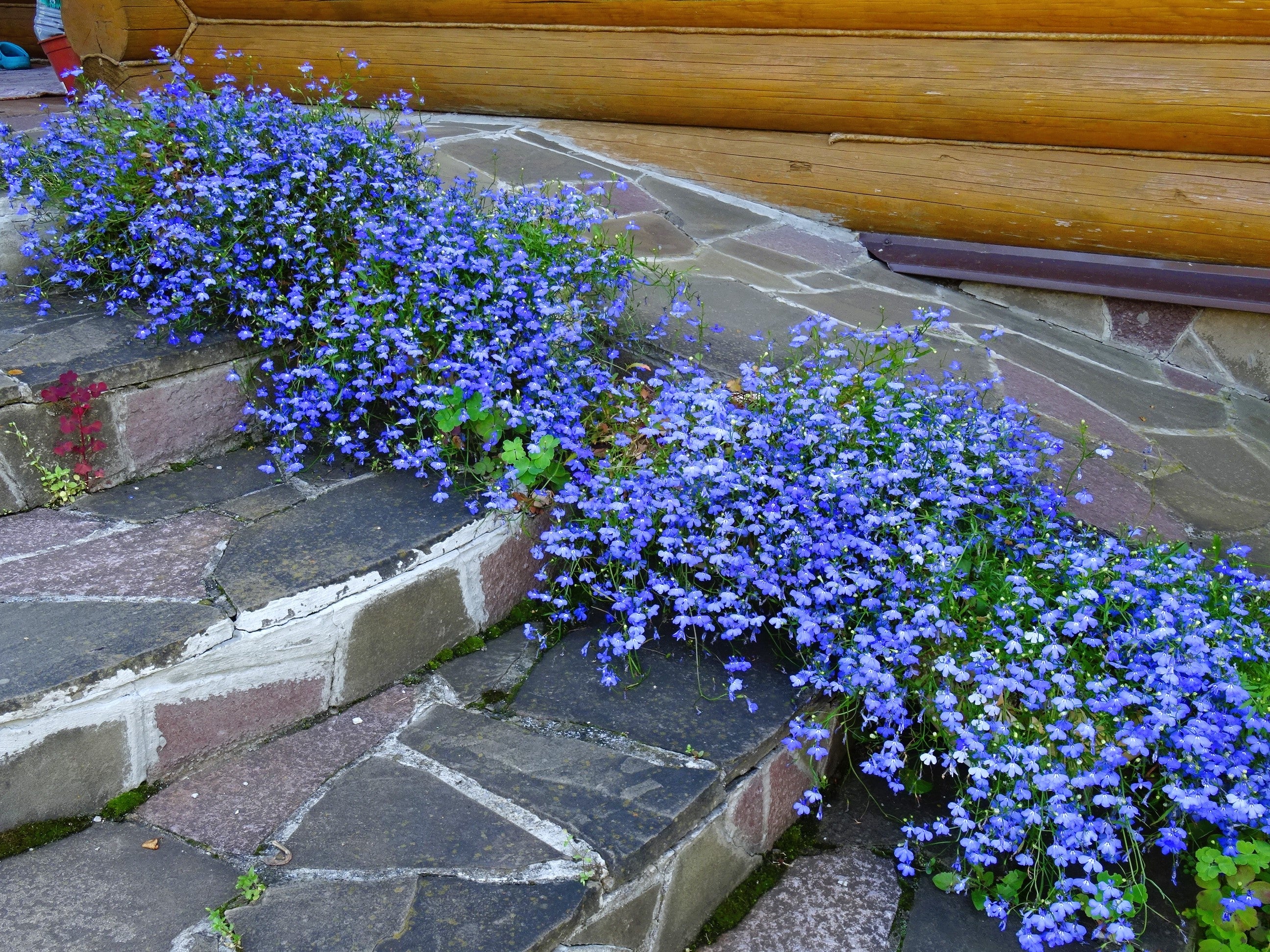 Seedville Lobelia Regatta Erinus Flower Seeds - Thumbnail 4