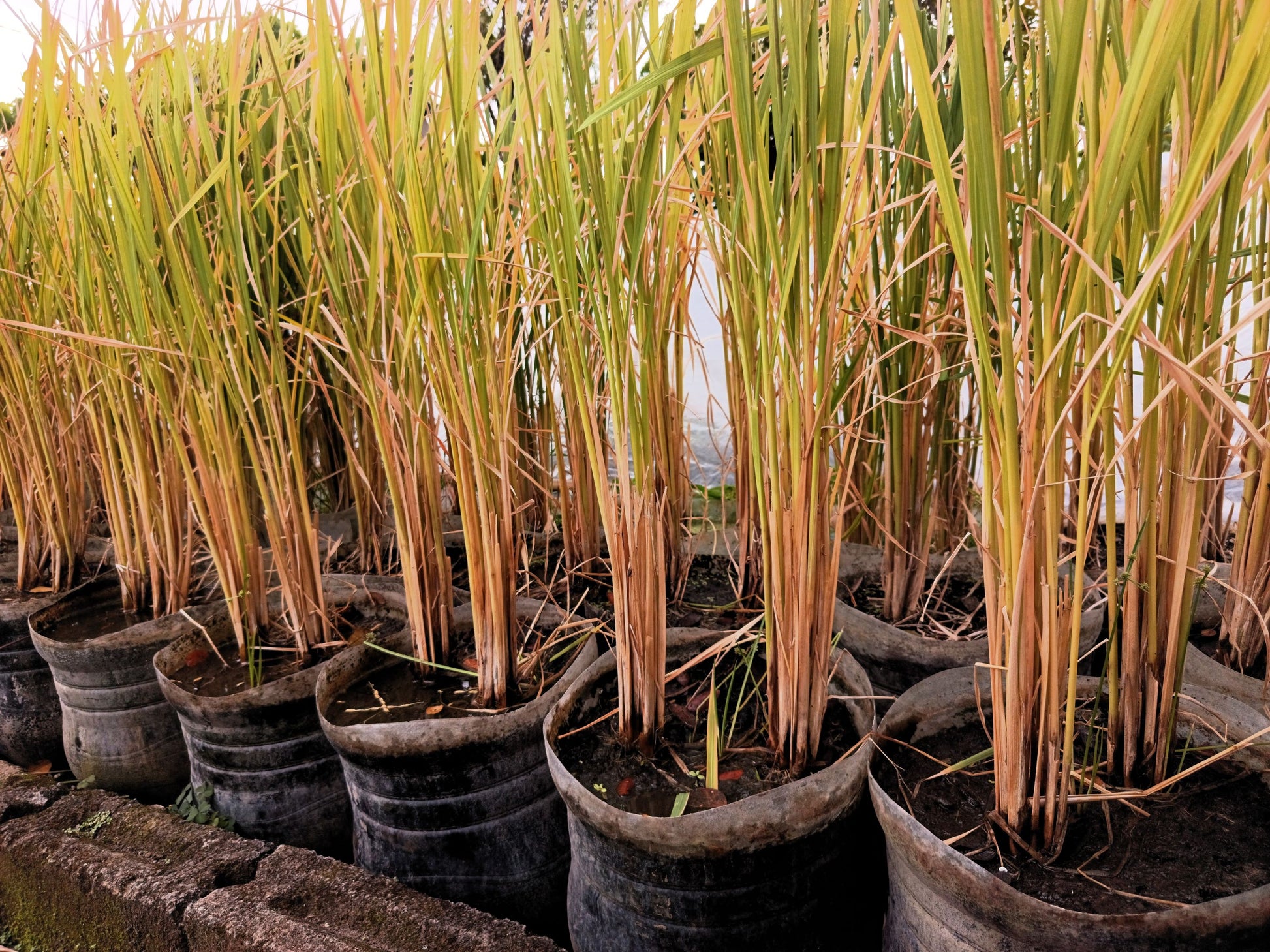 wild rice seed for planting for sale 100 Long Grain BROWN WHITE RICE Oryza Sativa Vegetable Seeds