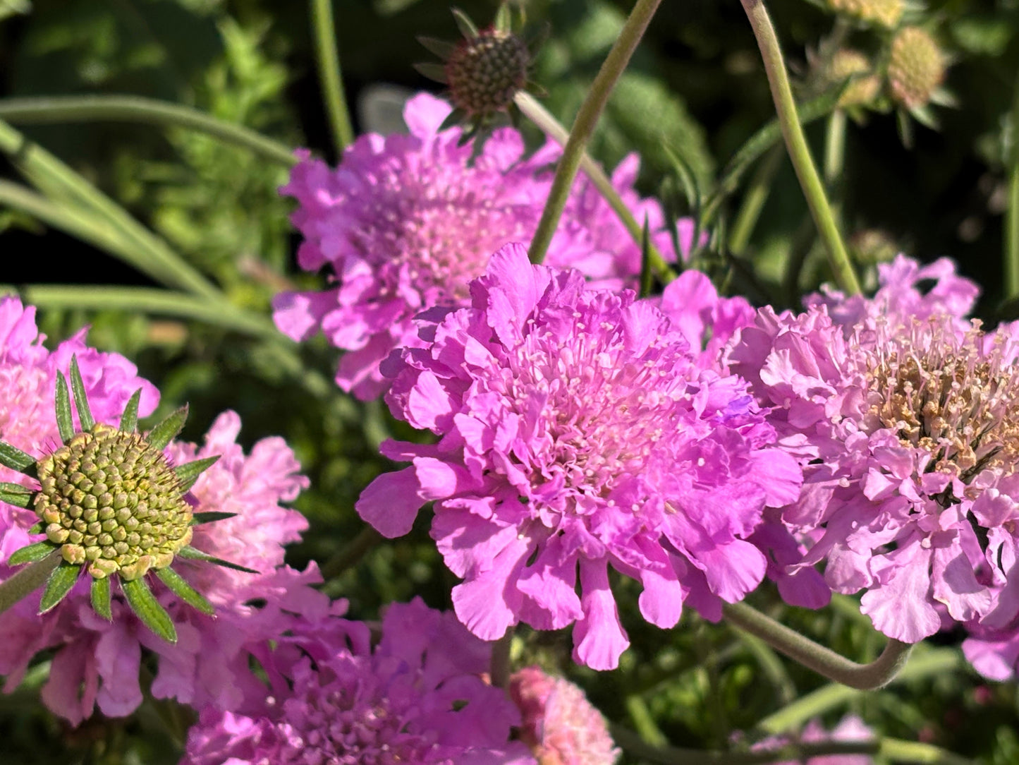 50 FINEST MIXED Colors SCABIOSA (Mourning Bride / Pin Cushion) Scabiosa Atropurpurea Flower Seeds