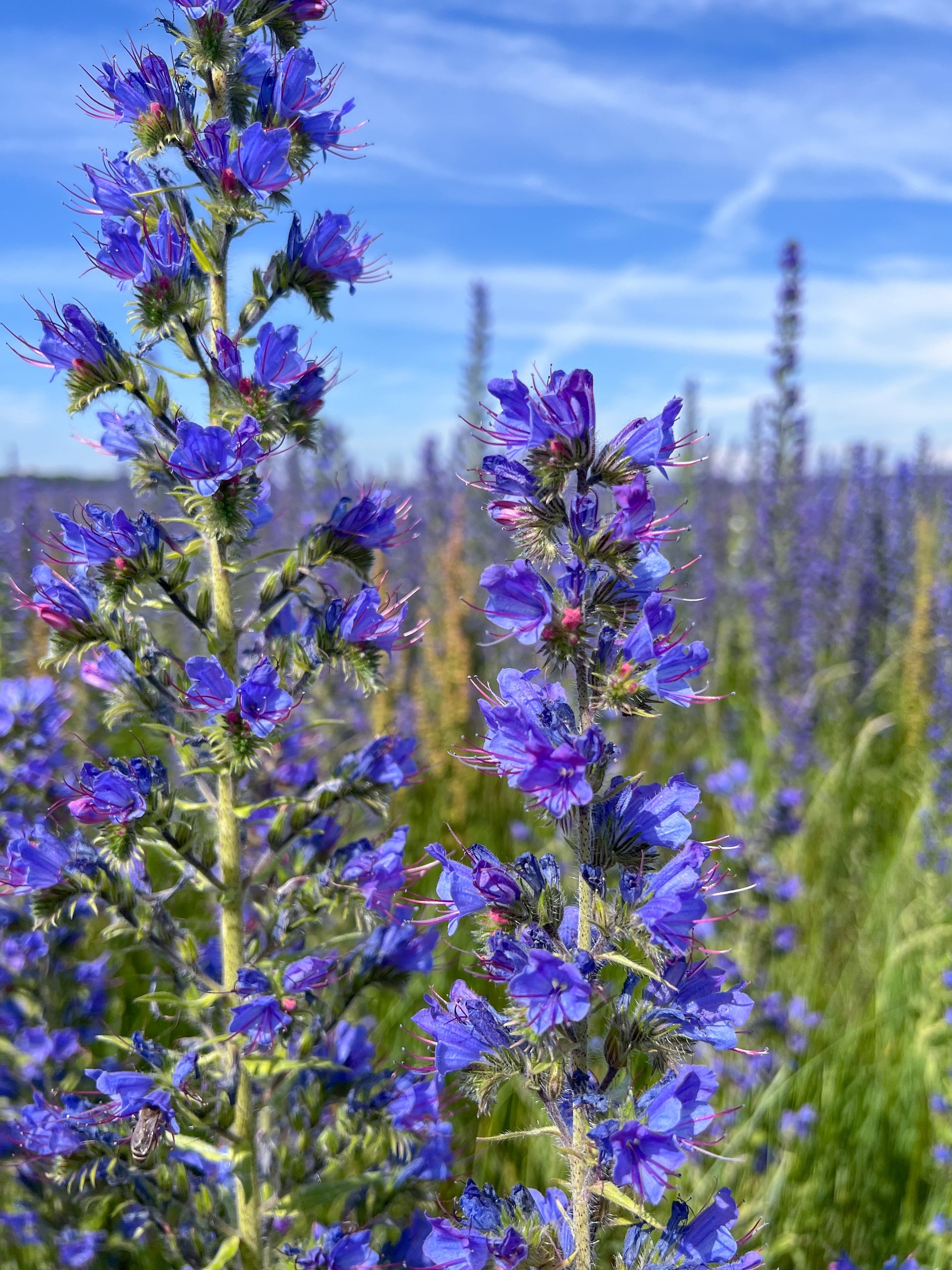 blue seed plant 100 Blue VIPERS BUGLOSS Echium Vulgare Blue Flower Seeds