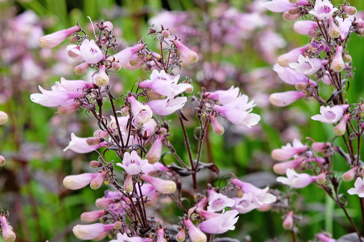 500 CALICO BEARDTONGUE (Smooth Beardtongue / Eastern Beardtongue) Penstemon Calycosus Flower Seeds
