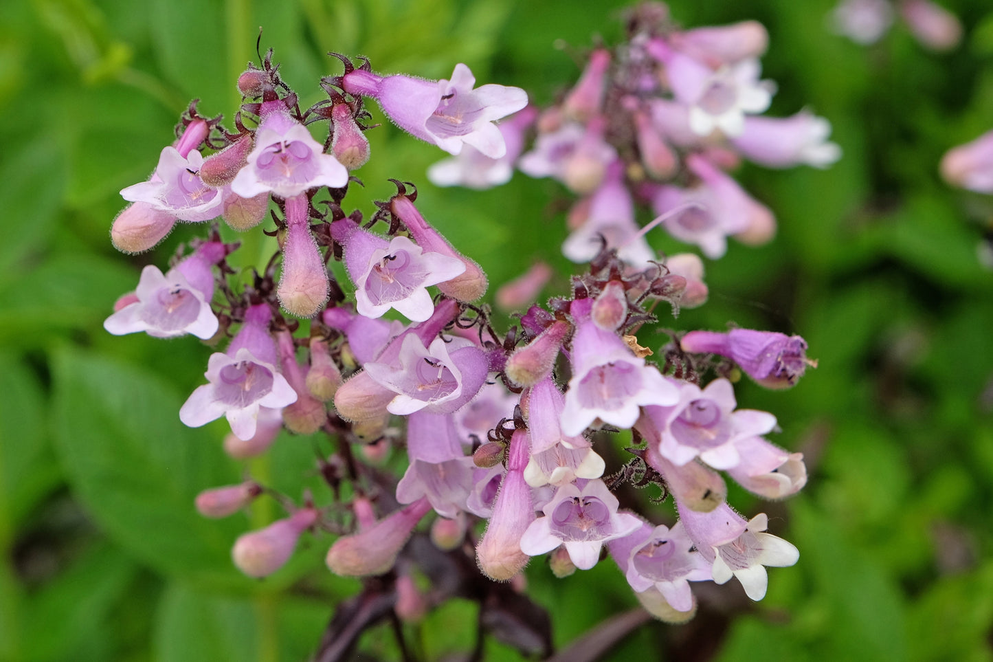 500 CALICO BEARDTONGUE (Smooth Beardtongue / Eastern Beardtongue) Penstemon Calycosus Flower Seeds