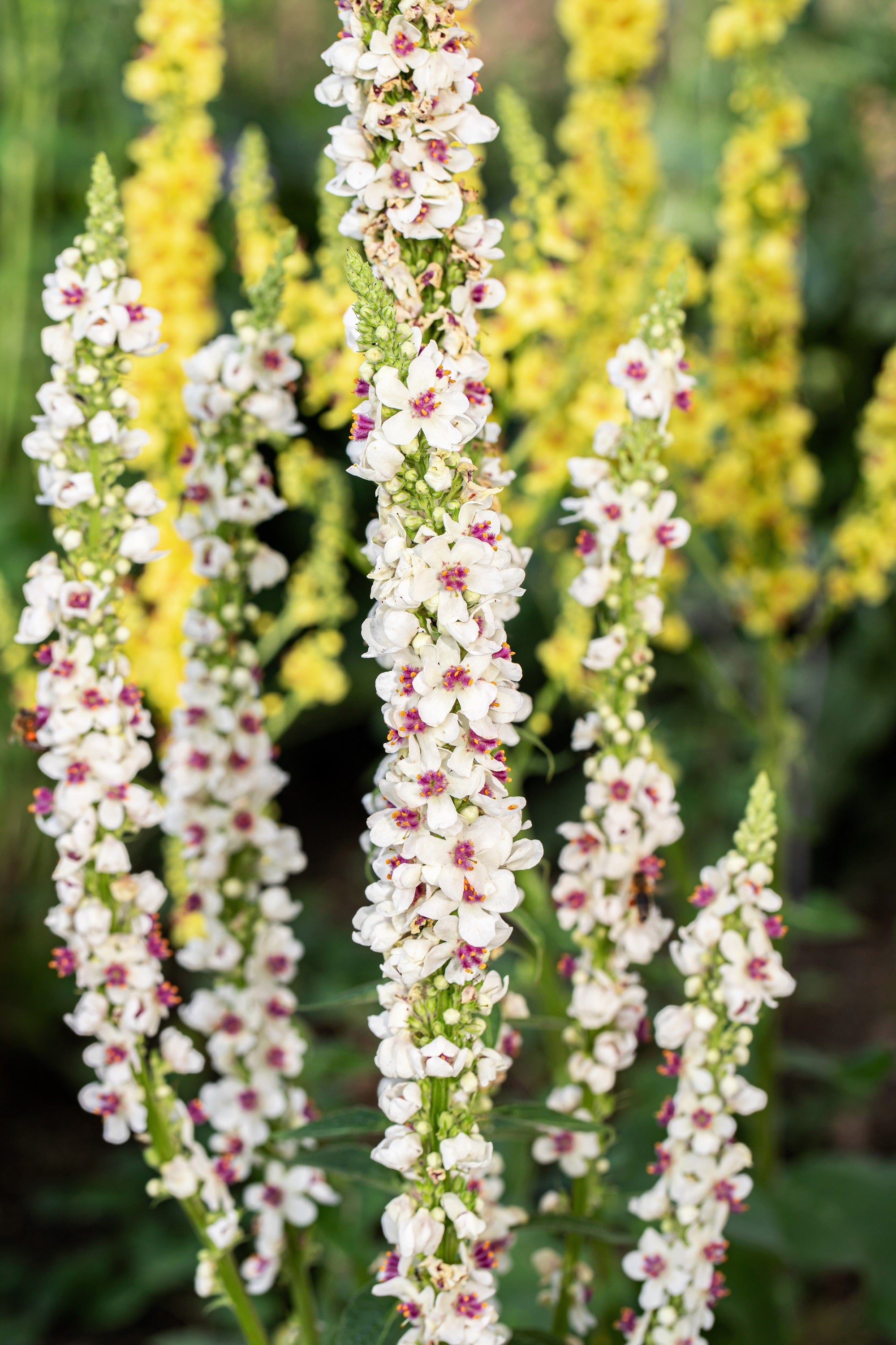 50 WEDDING CANDLES VERBASCUM Chaixii Album Mullein White Purple
