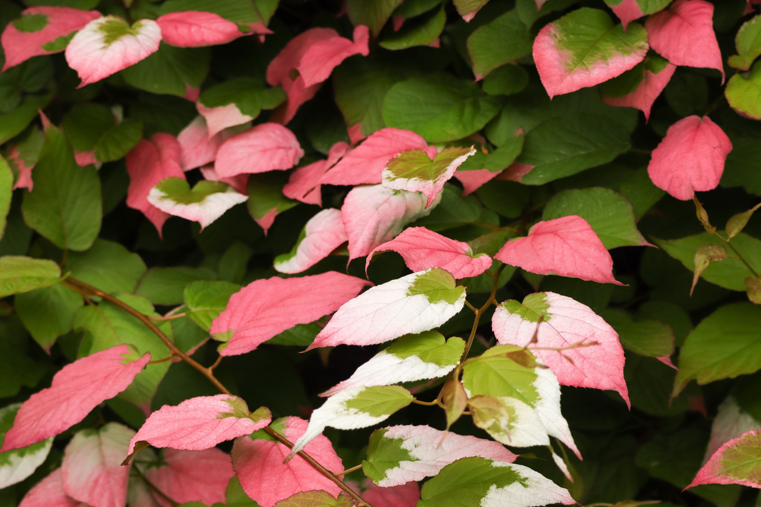20 Variegated ARCTIC BEAUTY KIWI Fruit Edible Actinidia Kolomikta