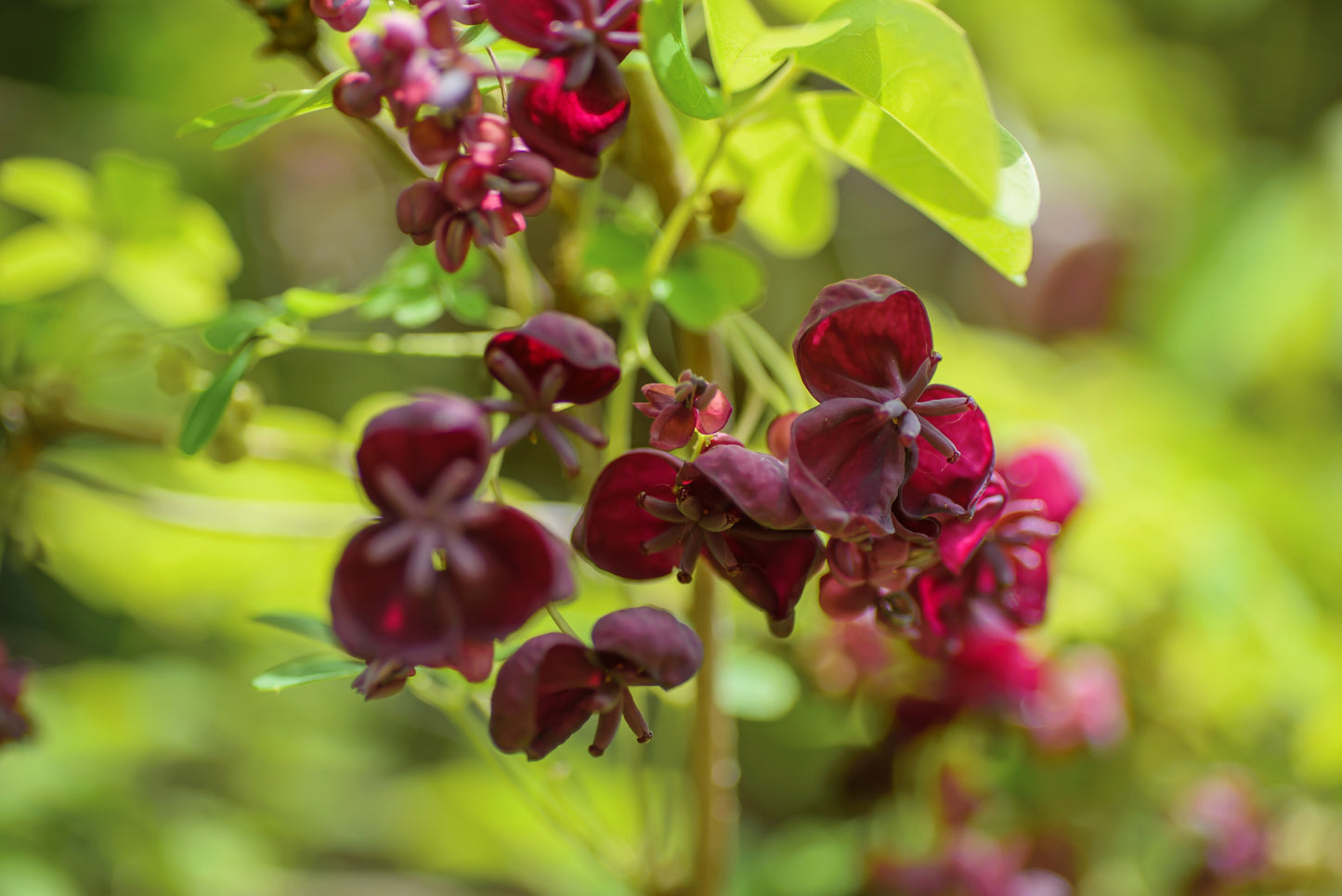 15 CHOCOLATE VINE Edible Fruit Akebia Trifoliata Flower Ornamental Climber Seeds