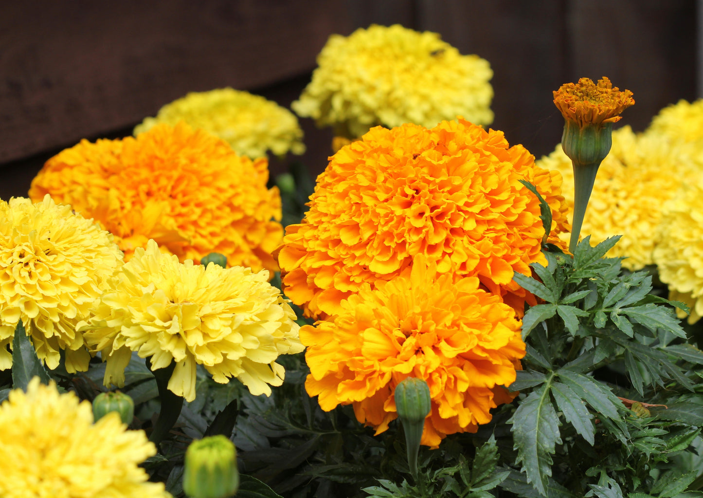 250 AFRICAN MARIGOLD CRACKERJACK Mixed Color Tagetes Erecta Flower Seeds
