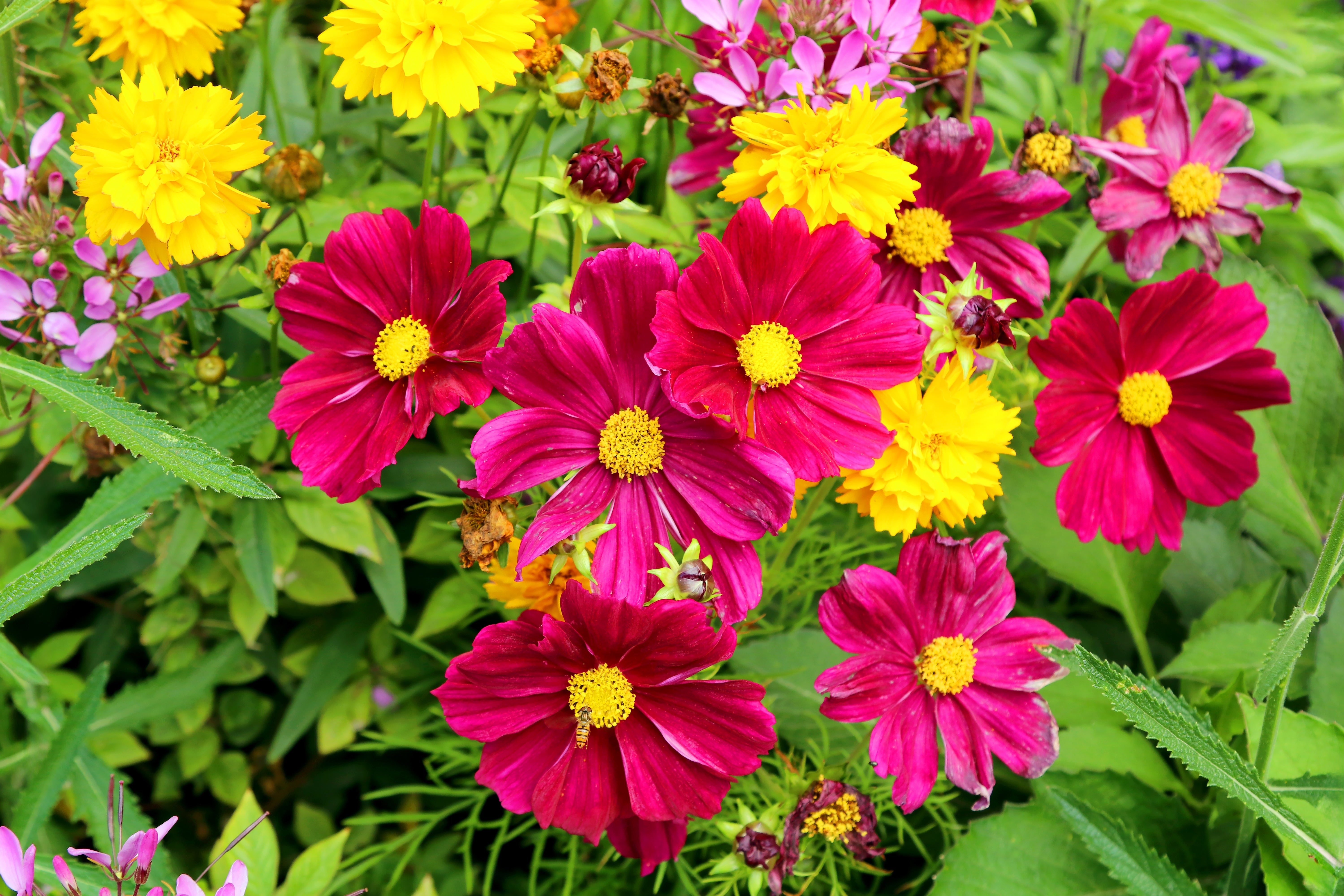 300 Wine Red TETRA VERSAILLES COSMOS Bipinnatus Hummingbird Flower