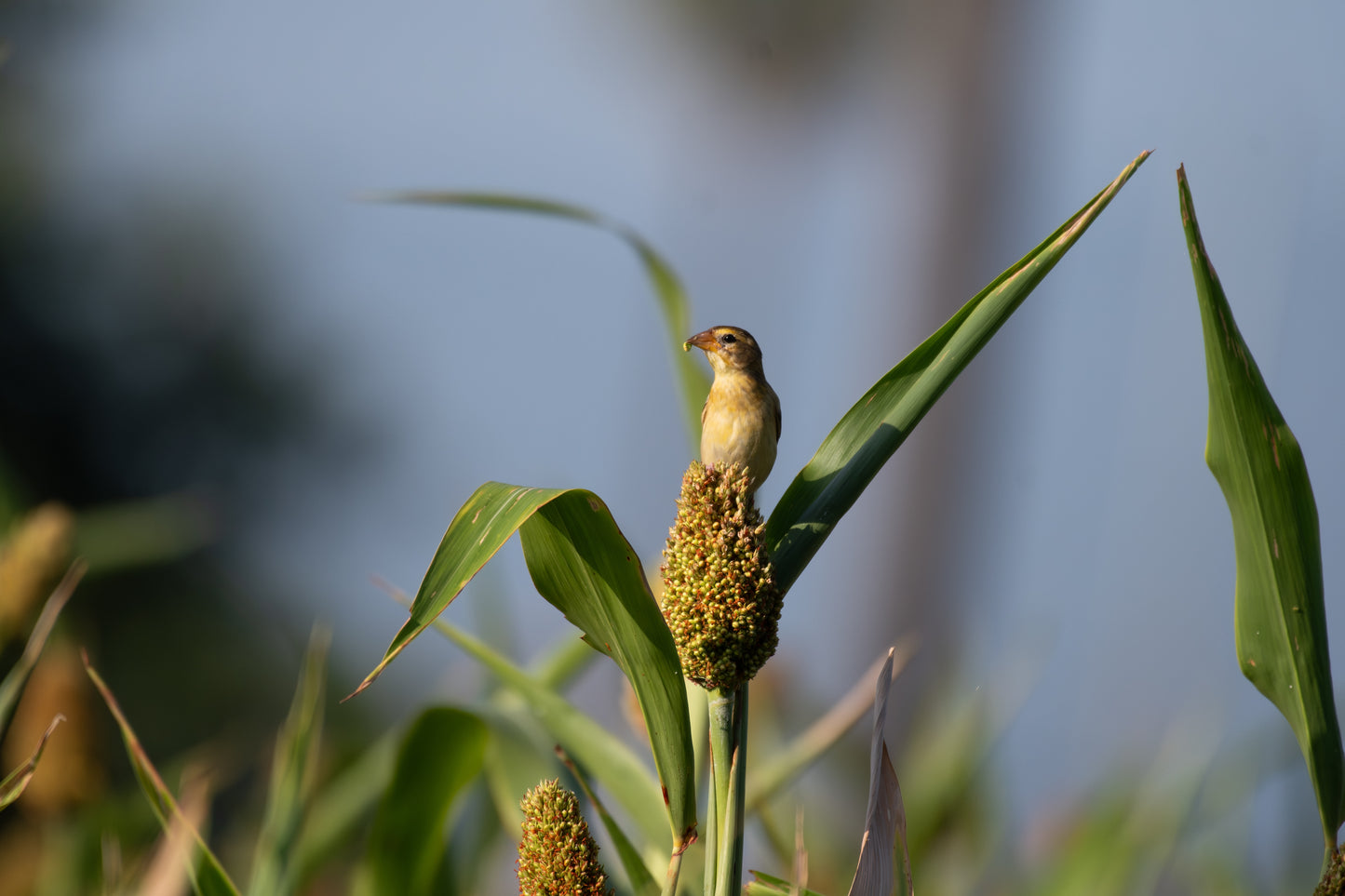 50 M81E SORGHUM Light Amber Syrup Bicolor Vegetable Grain Seeds