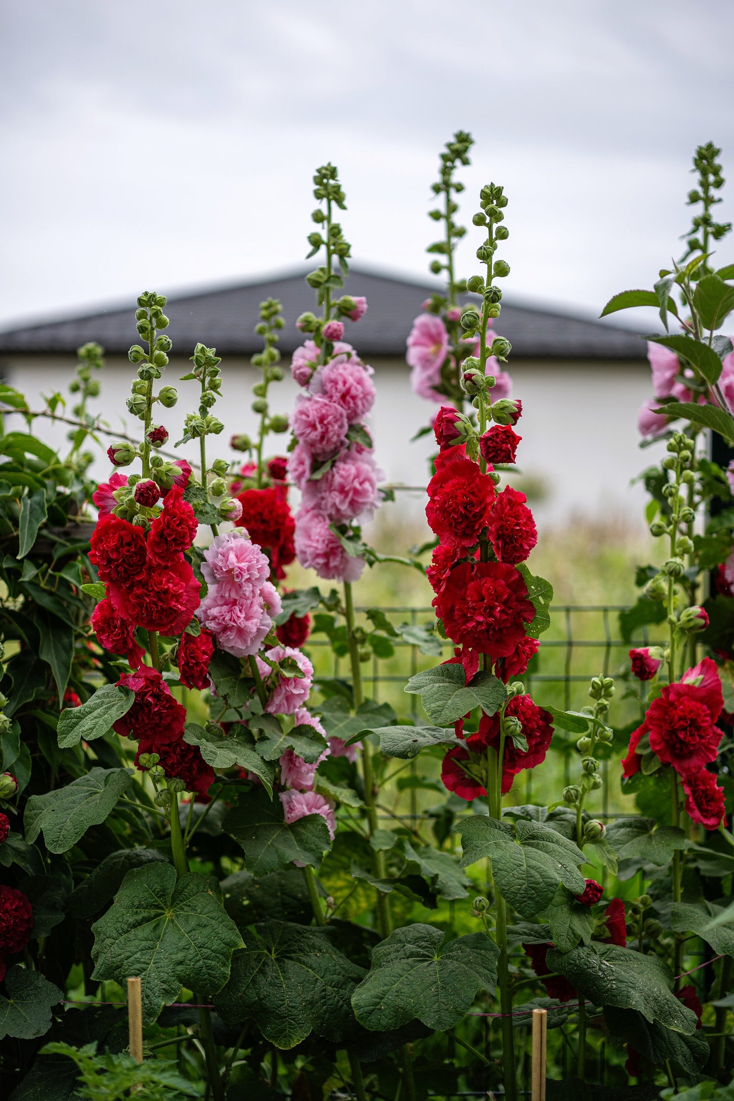 50 Dwarf Double HOLLYHOCK MAJORETTE MIX Alcea Rosea Red Pink White Maroon Yellow Mixed Color Flower Seeds