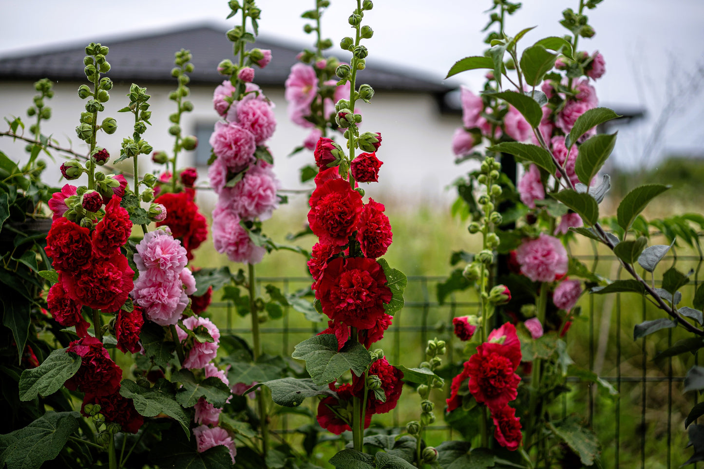 50 Dwarf Double HOLLYHOCK MAJORETTE MIX Alcea Rosea Red Pink White Maroon Yellow Mixed Color Flower Seeds