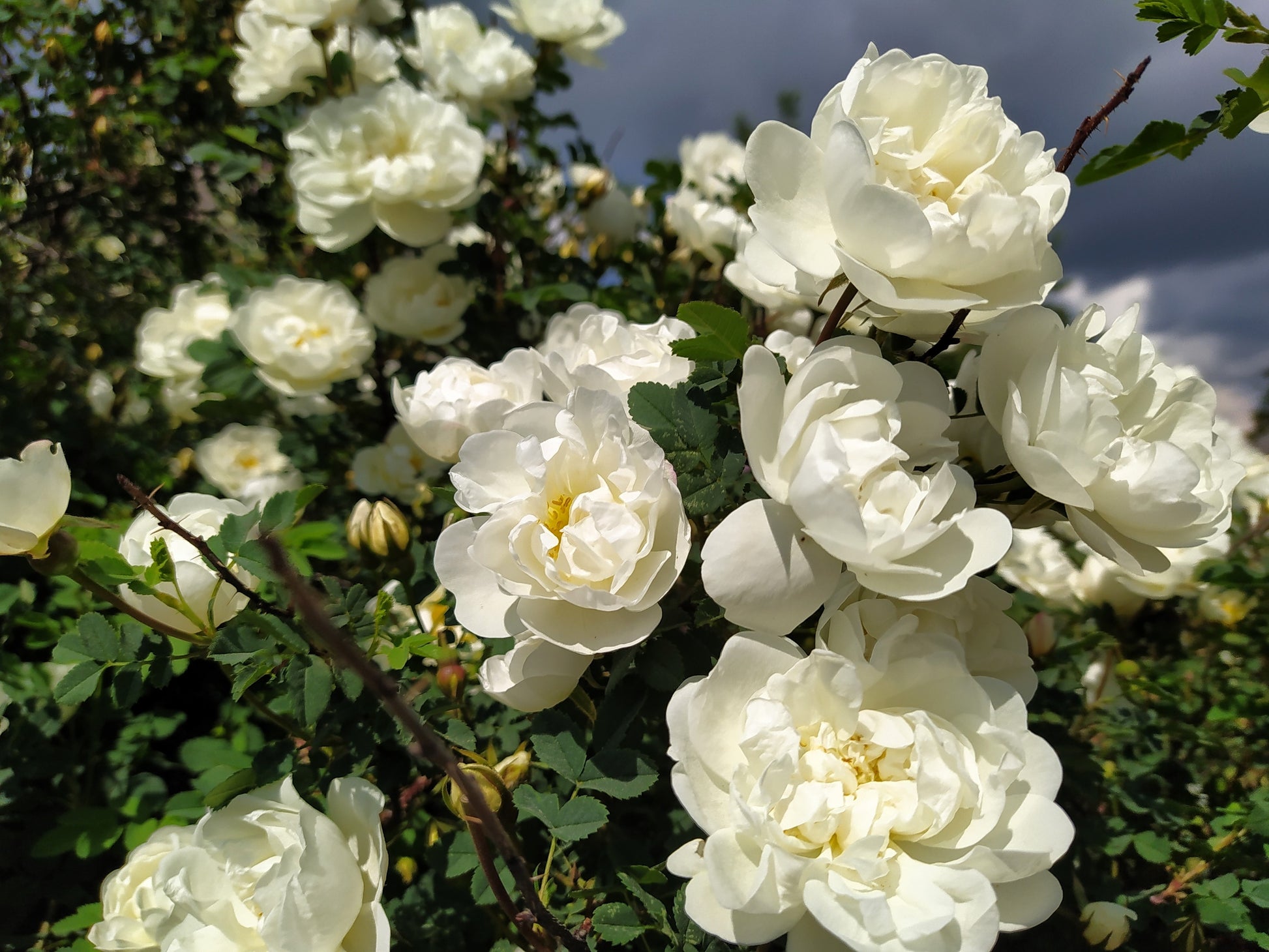 white rose seeds price 5 WHITE ROSE Rosa Bush Shrub Perennial Flower Seeds