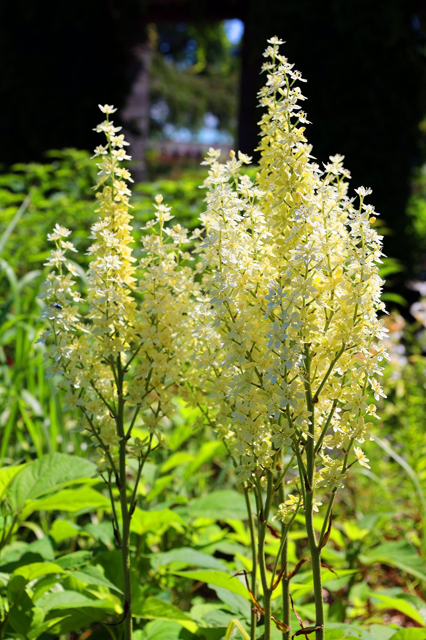 100 VIRGINIA BUNCHFLOWER LILY (White Hellebore / Corn Lily) Melanthium Virginicum Veratrum Flower Seeds