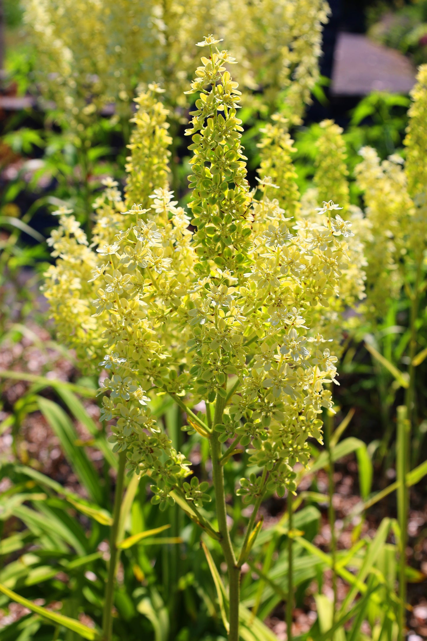 100 VIRGINIA BUNCHFLOWER LILY (White Hellebore / Corn Lily) Melanthium Virginicum Veratrum Flower Seeds