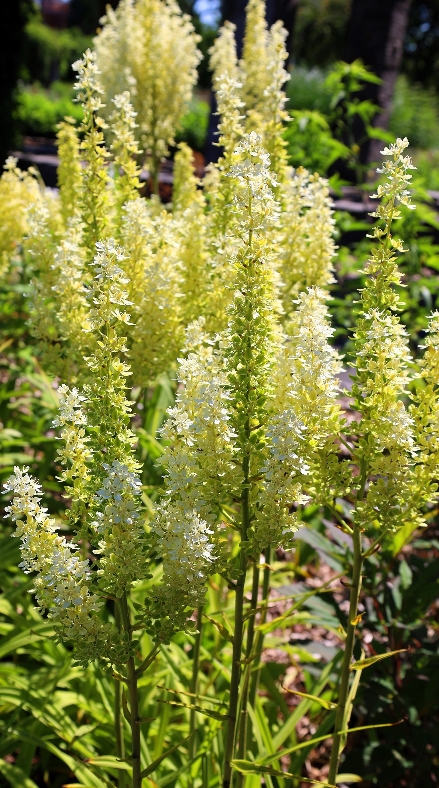 corn lilies flower 50 VIRGINIA BUNCHFLOWER LILY (White Hellebore / Corn Lily) Melanthium – Seedville USA