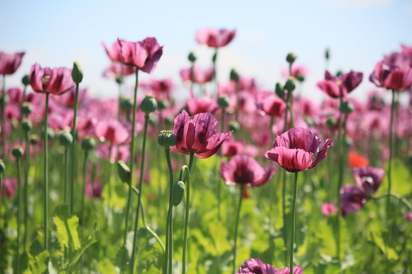1000 SINGLE LILAC POPPY Papaver Somniferum Purple Heirloom Flower Seeds