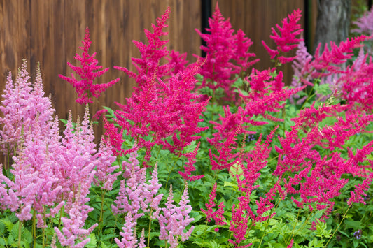 100 PINK MIX ASTILBE (False Spirea / False Goats Beard) Astilbe Chinensis Shade Flower Seeds