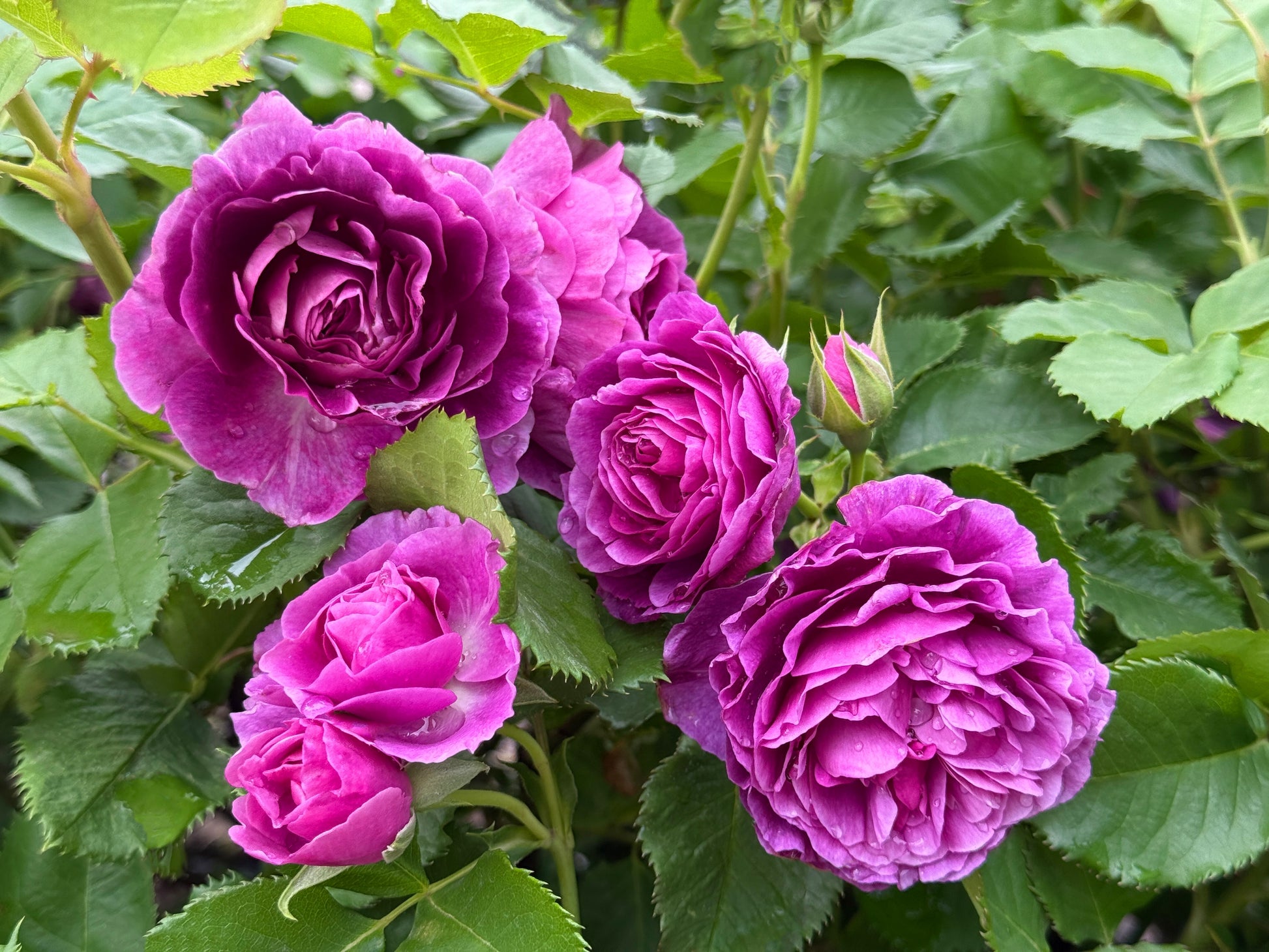 purple rose bush seeds 5 PURPLE ROSE Rosa Floribunda Bush Shrub Perennial Flower Seeds