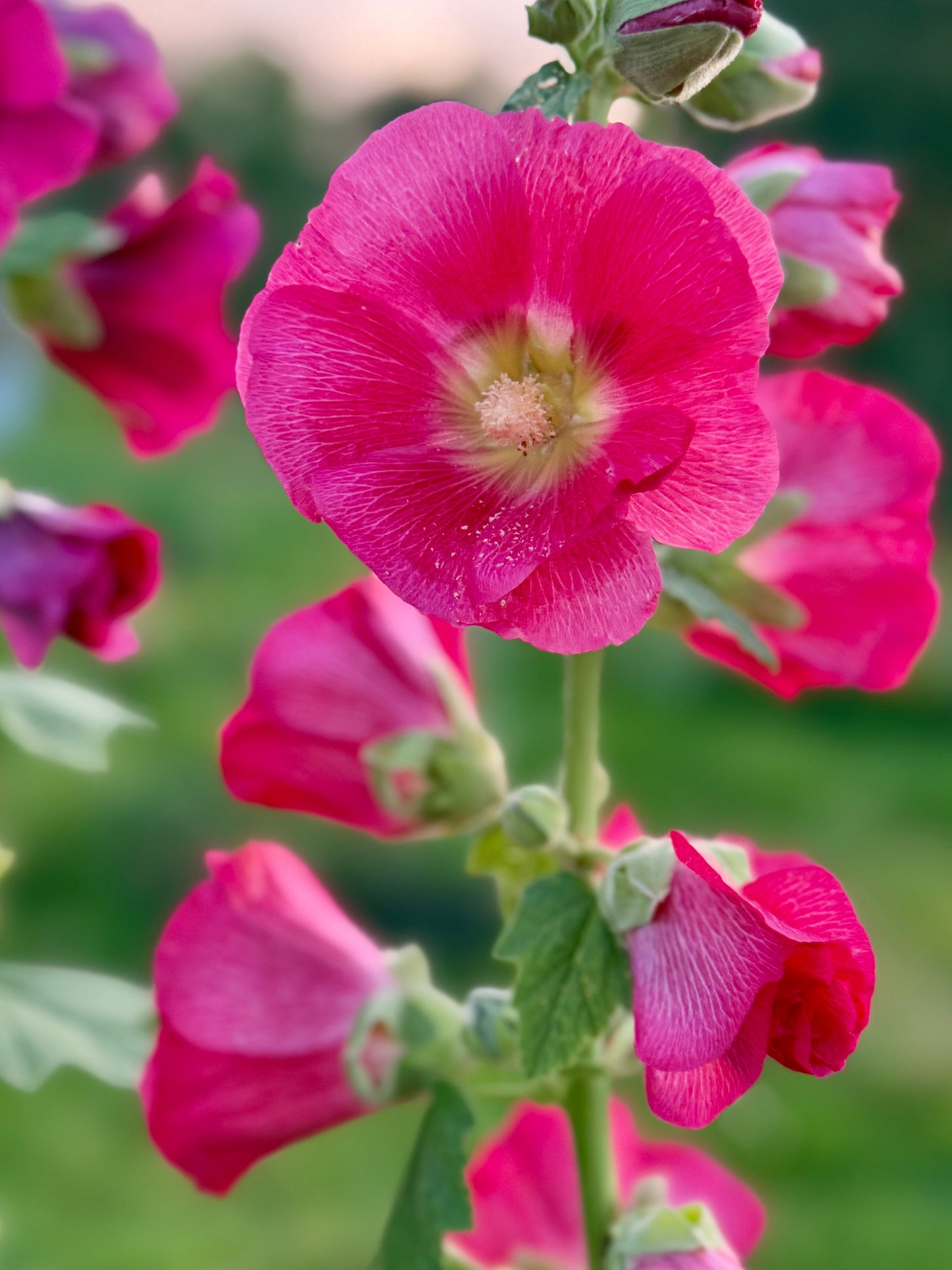 25 BRIGHT PINK HOLLYHOCK Alcea Rosea Perennial Flower Seeds