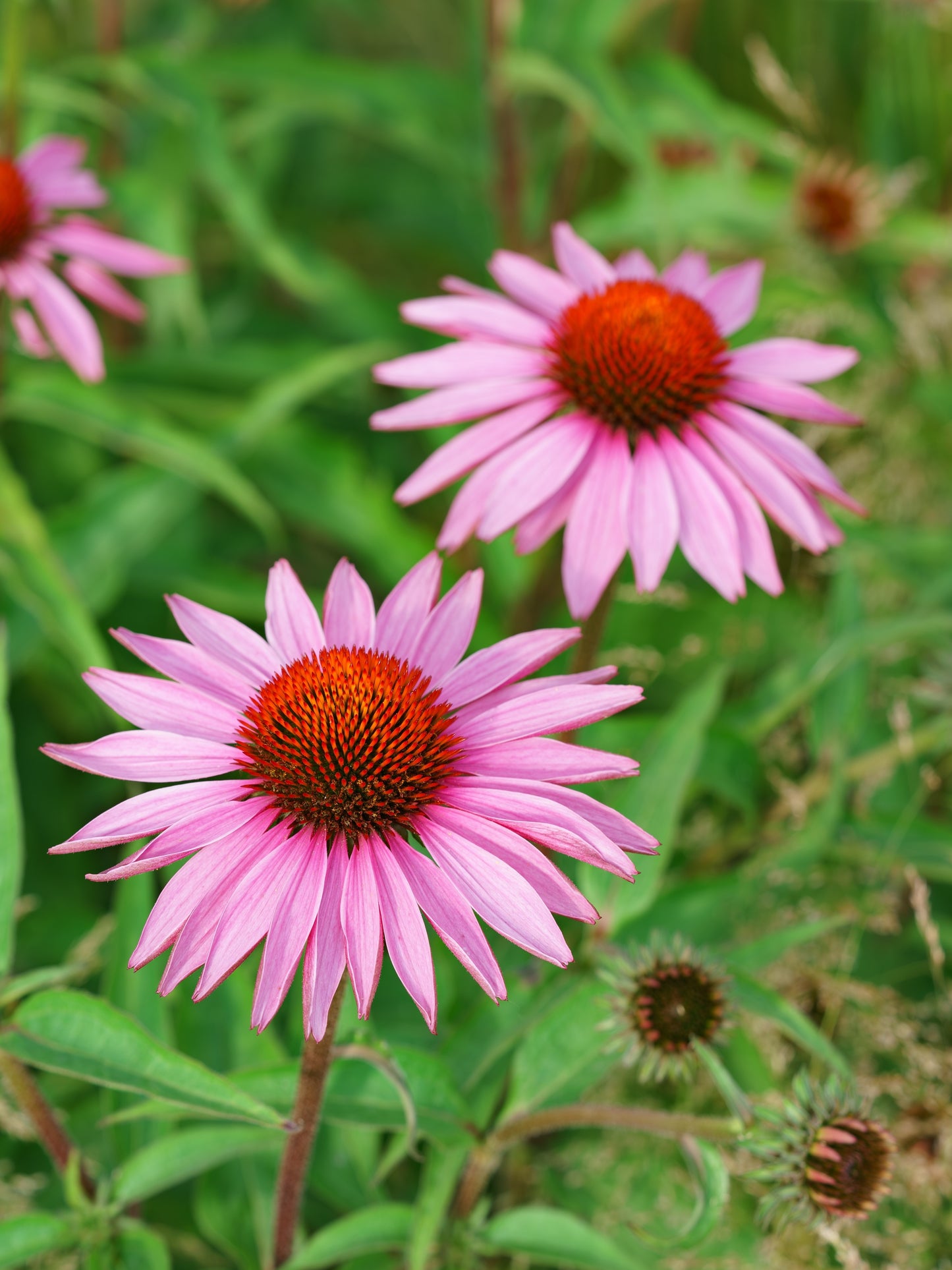 50 PINK BABY CONEFLOWER Echinacea Pallida Flower Seeds