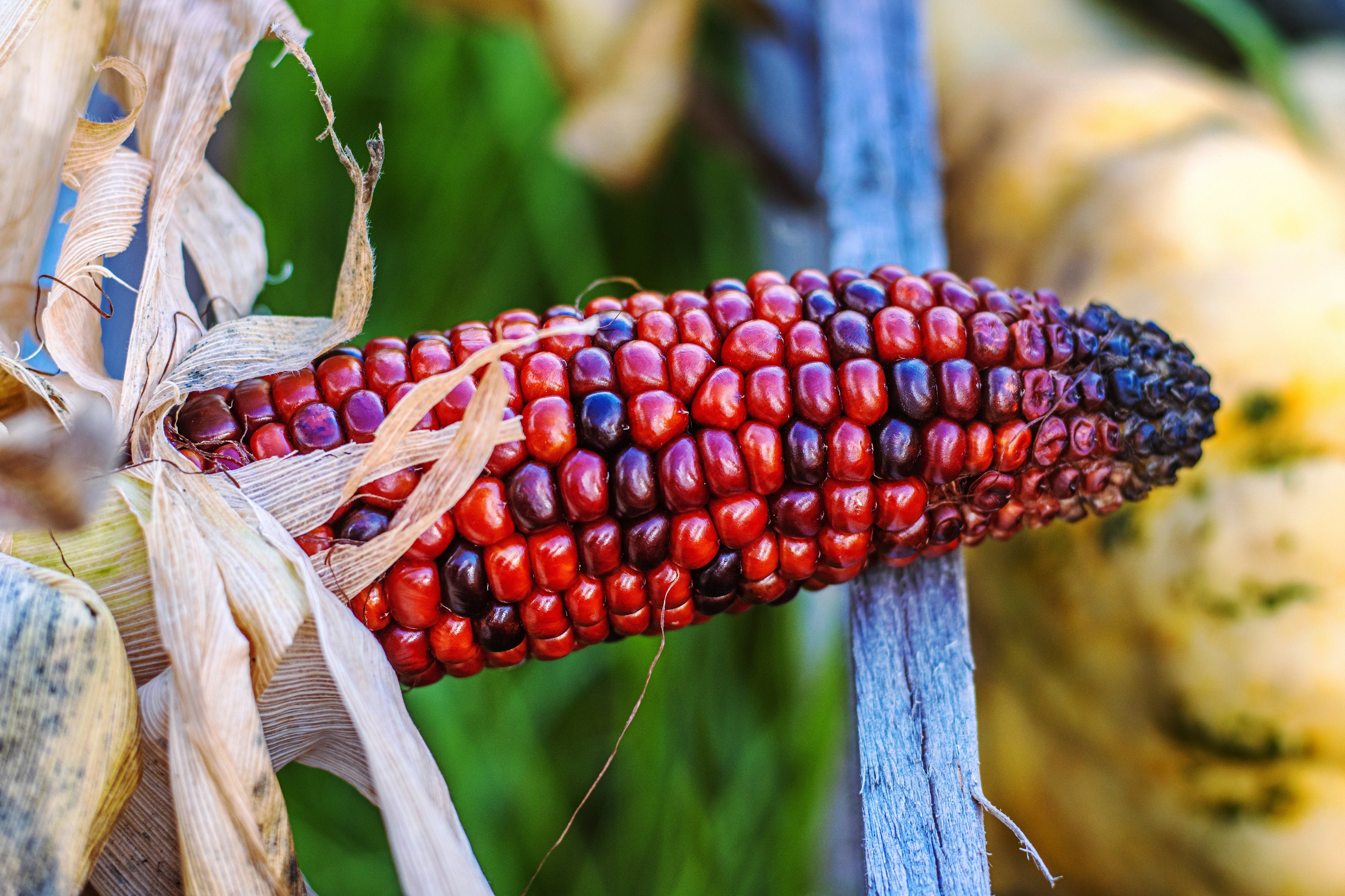 100 Ornamental INDIAN CORN WAMPUM Mixed Colors Zea Mays Vegetable
