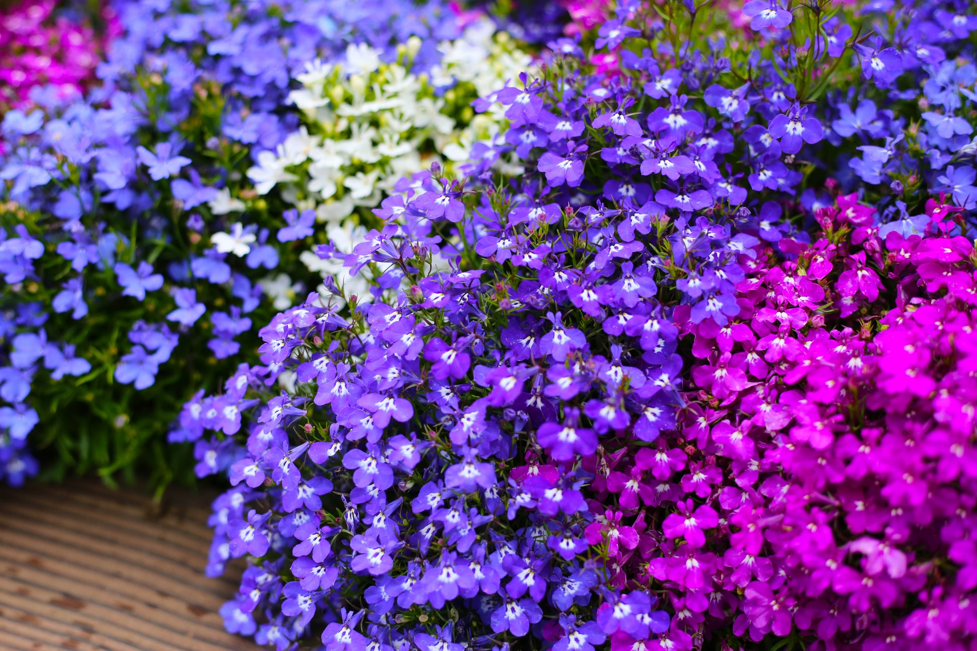 planting lobelia seeds outdoors 200 MIXED COLORS LOBELIA Regatta Lobelia Erinus Flower Seeds