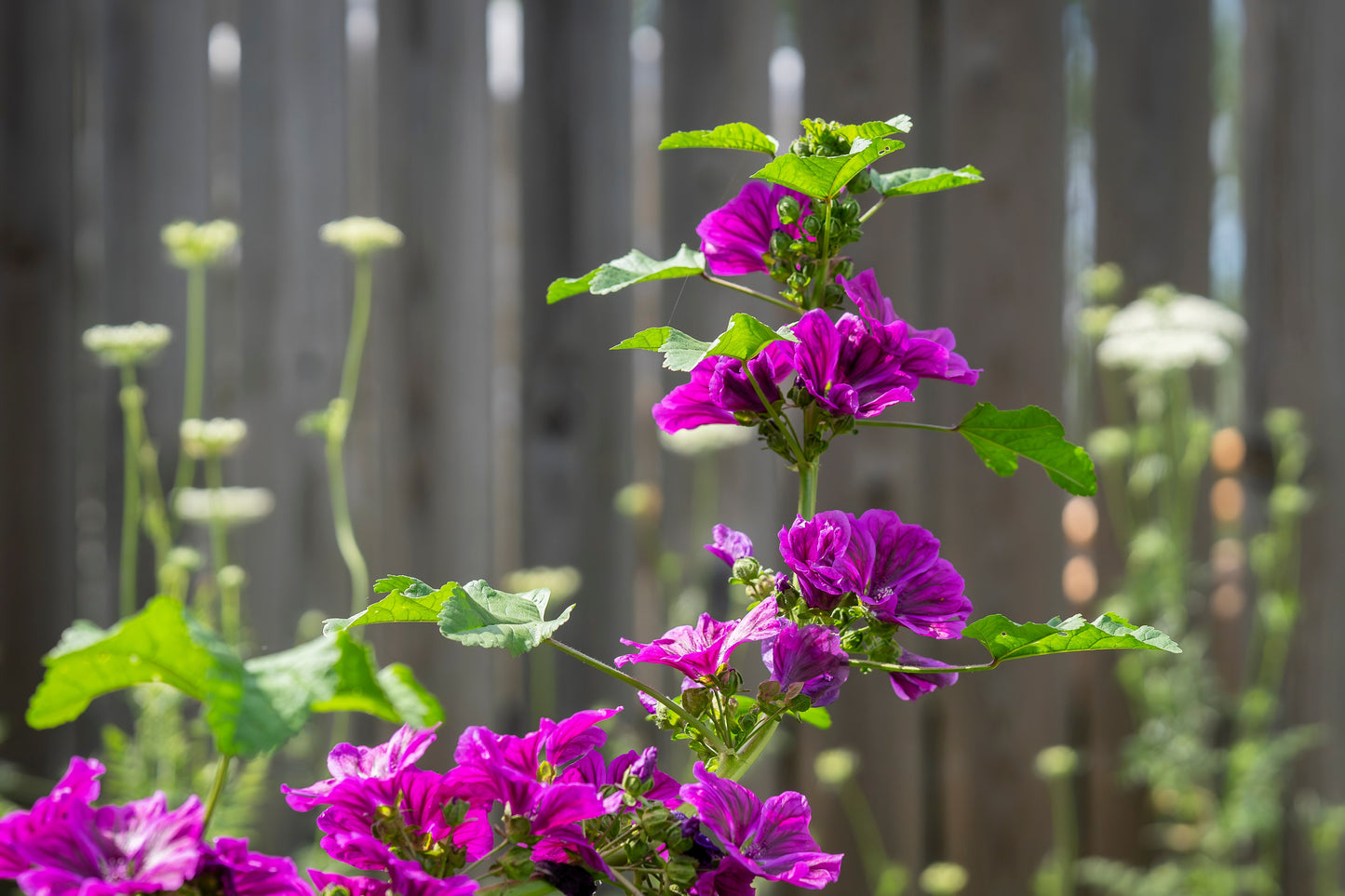 20 MAURITIAN MALVA Mallow Malva sylvestris var. mauritania Flower Seeds