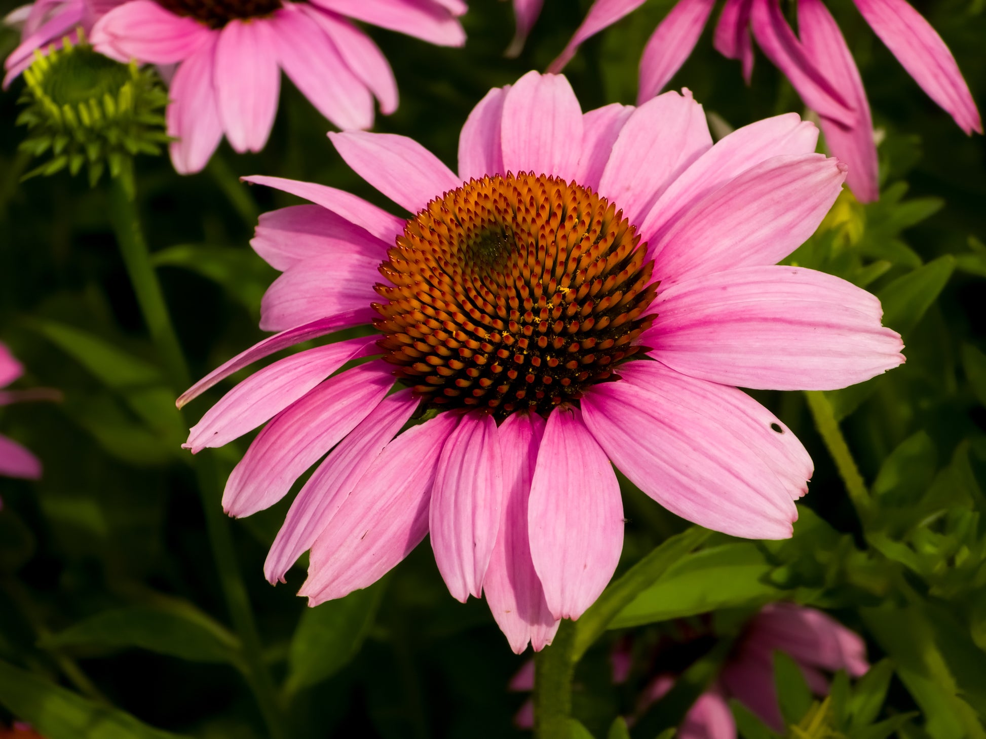 pink echinacea seeds 50 PINK BABY CONEFLOWER Echinacea Pallida Flower Seeds