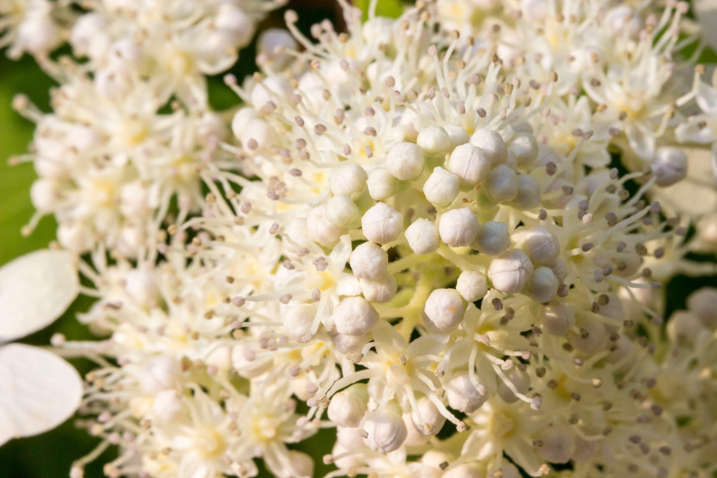 50 CLIMBING HYDRANGEA Anomala Petiolaris Vine Flower Seeds