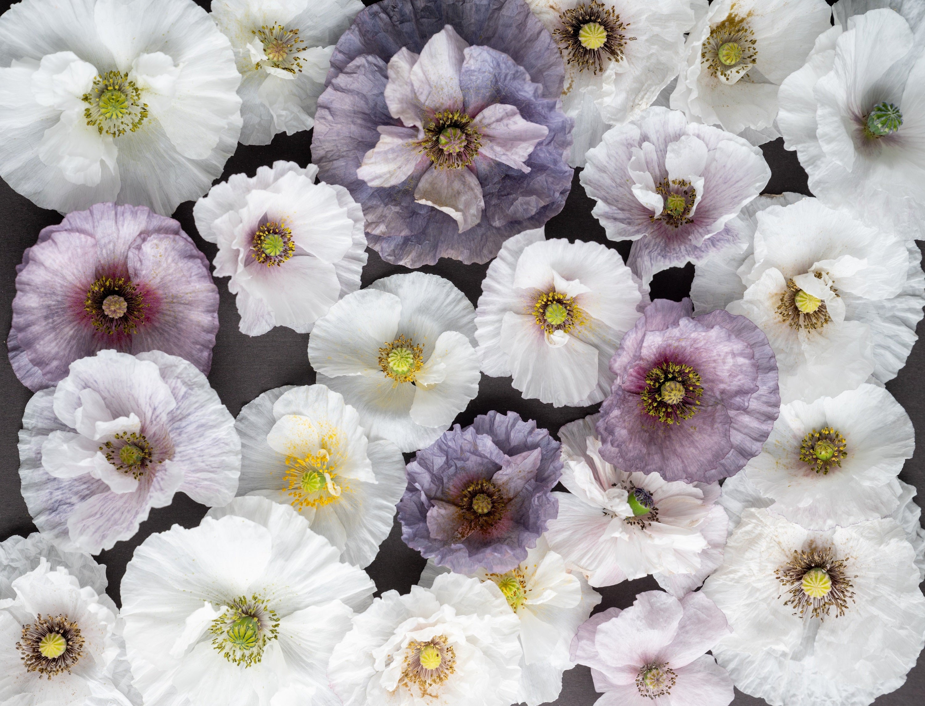 100 MOTHER Of PEARL POPPY Mix Papaver Rhoeas Shirley Flower Seeds
