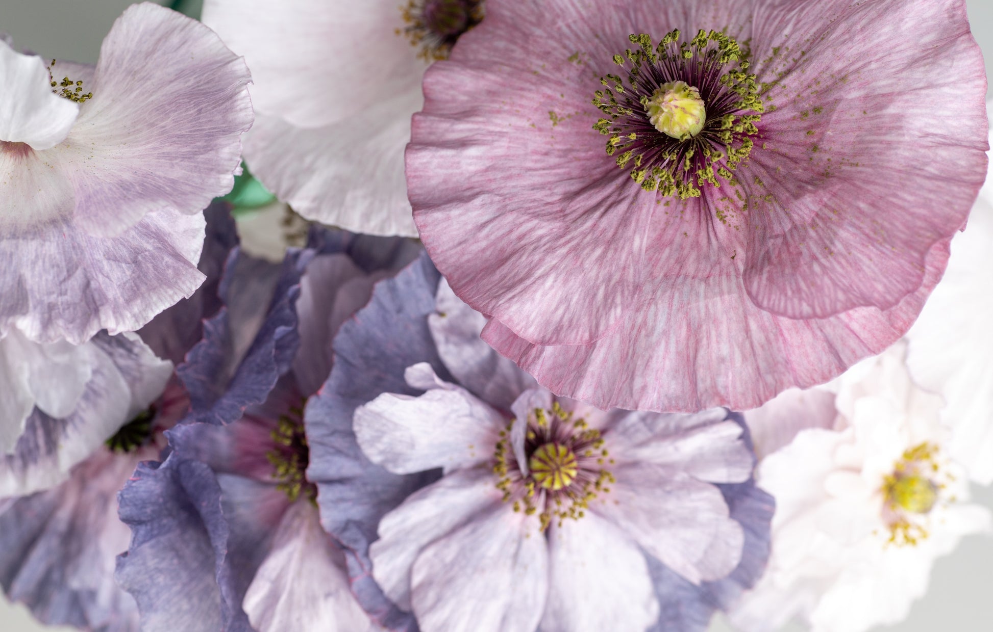 pearl plant seeds 100 MOTHER Of PEARL POPPY Mix Papaver Rhoeas Shirley Flower Seeds Mixe – Seedville USA