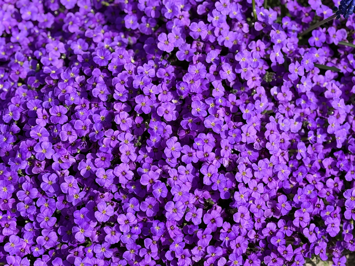 500 PURPLE ROCKCRESS Rock Cress Aubrieta Deltoidea Flower Seeds
