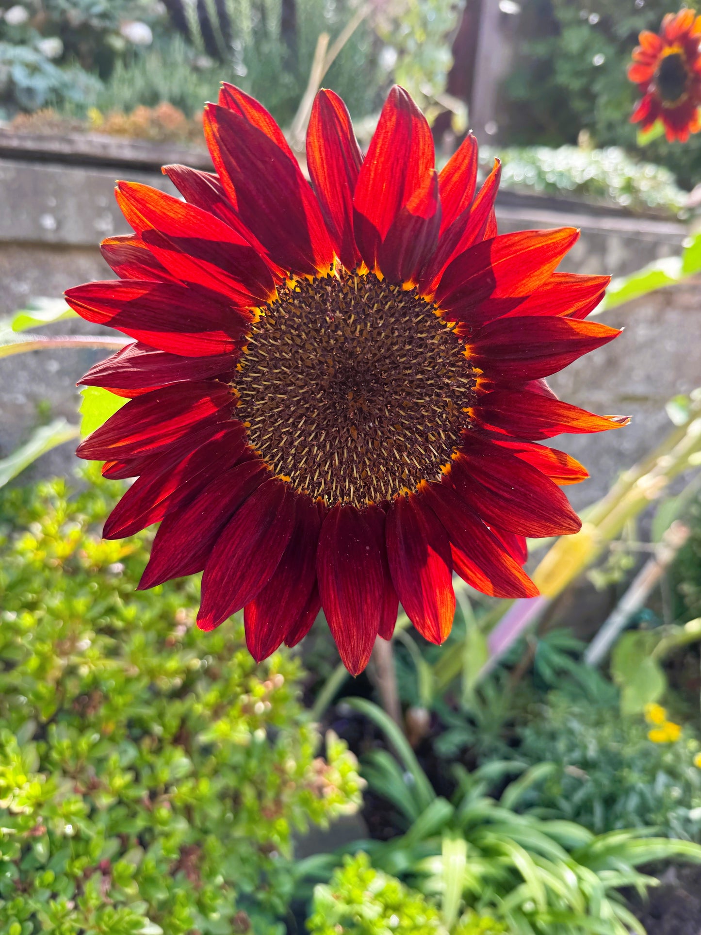 25 RED SUN SUNFLOWER Helianthus Annuus Flower Seeds