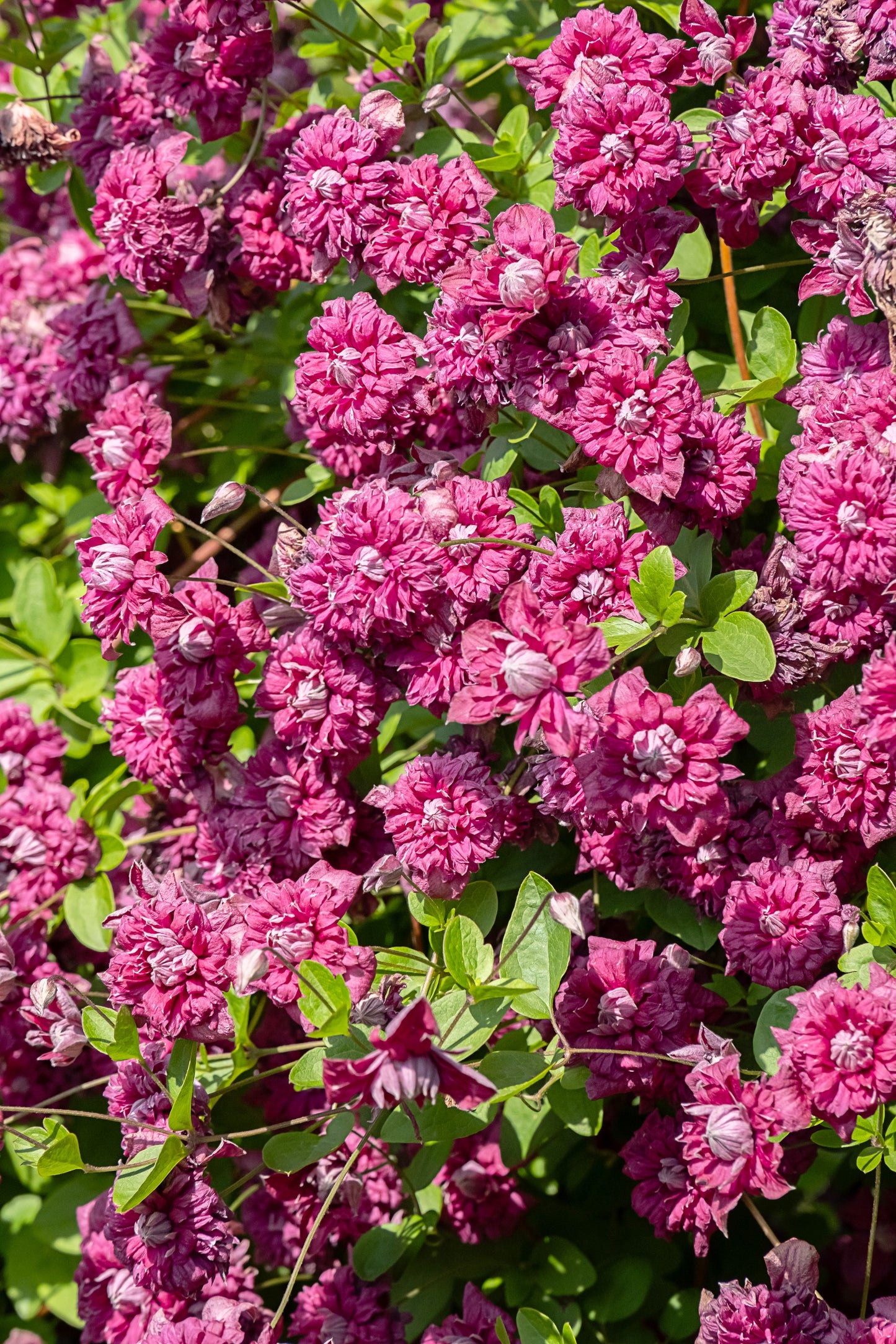 10 MIXED HYBRID CLEMATIS Hybrida Red Purple Pink Blue Bicolor Flower Vine Seeds