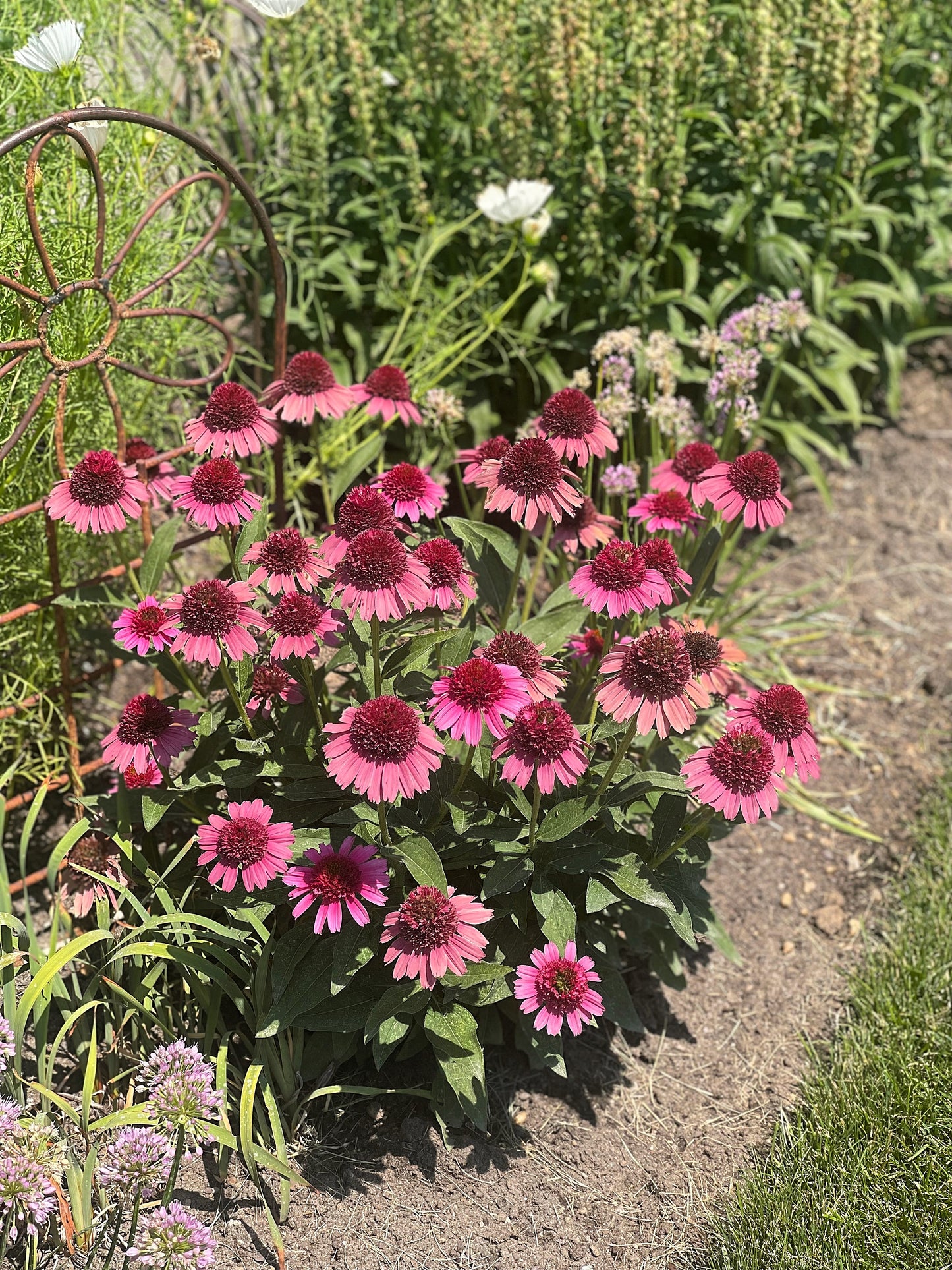 50 PINK BABY CONEFLOWER Echinacea Pallida Flower Seeds