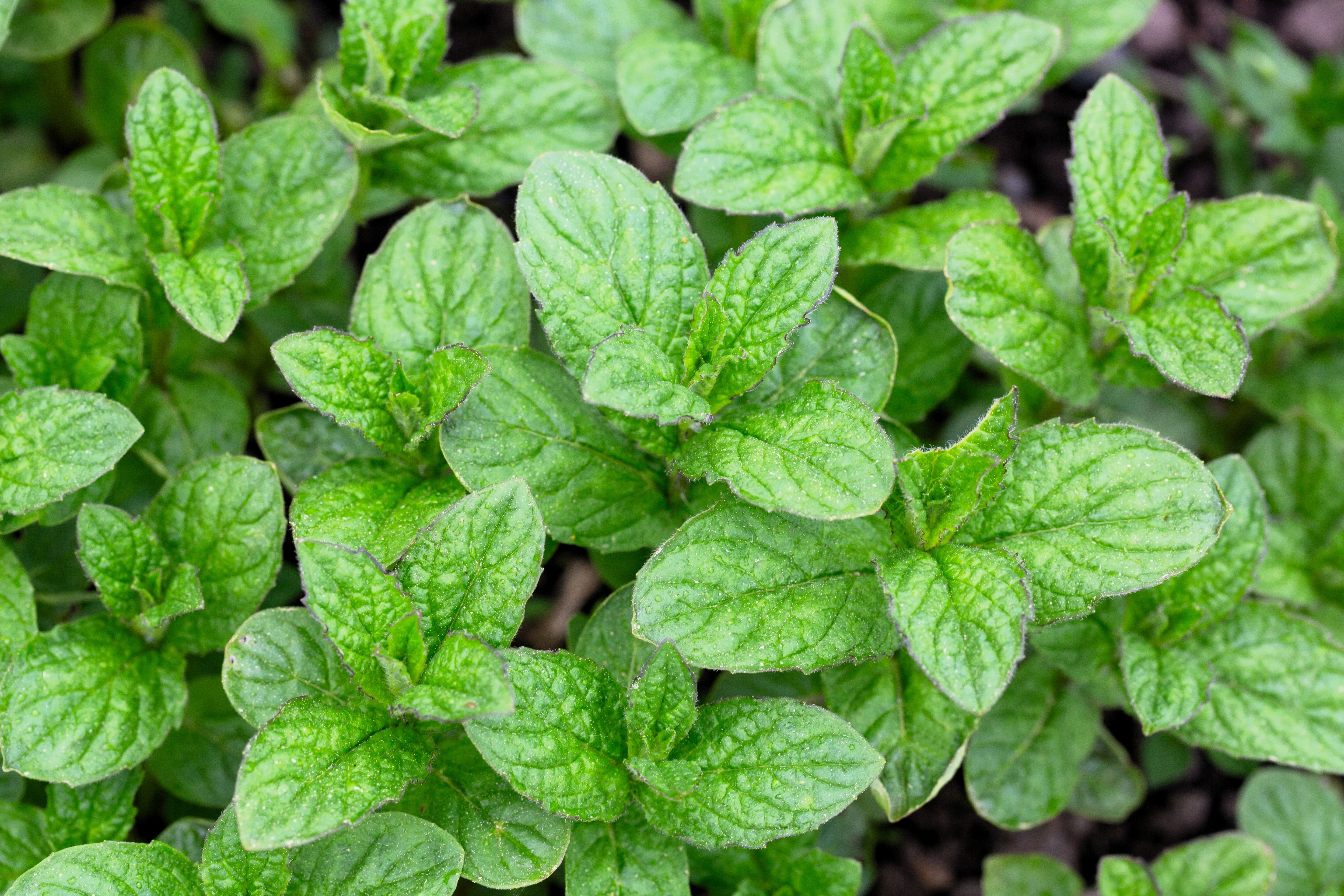 250 PEPPERMINT MINT Mentha Piperita Herb Flower Seeds – Seedville USA