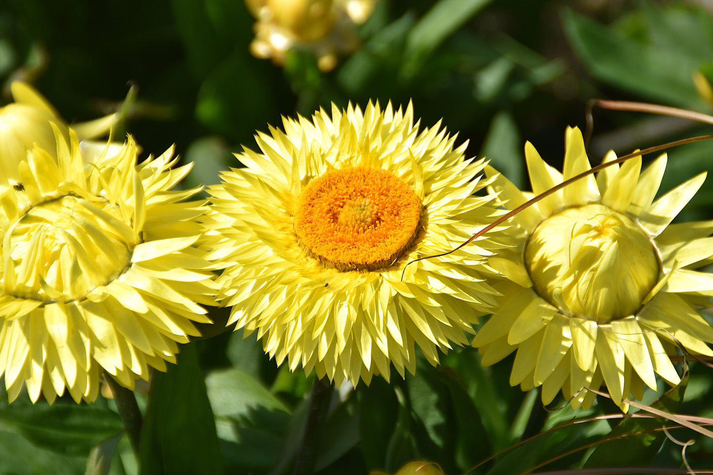 50 YELLOW DOUBLE STRAWFLOWER  Xerochrysum Bracteatum Helichrysum Flower Seeds