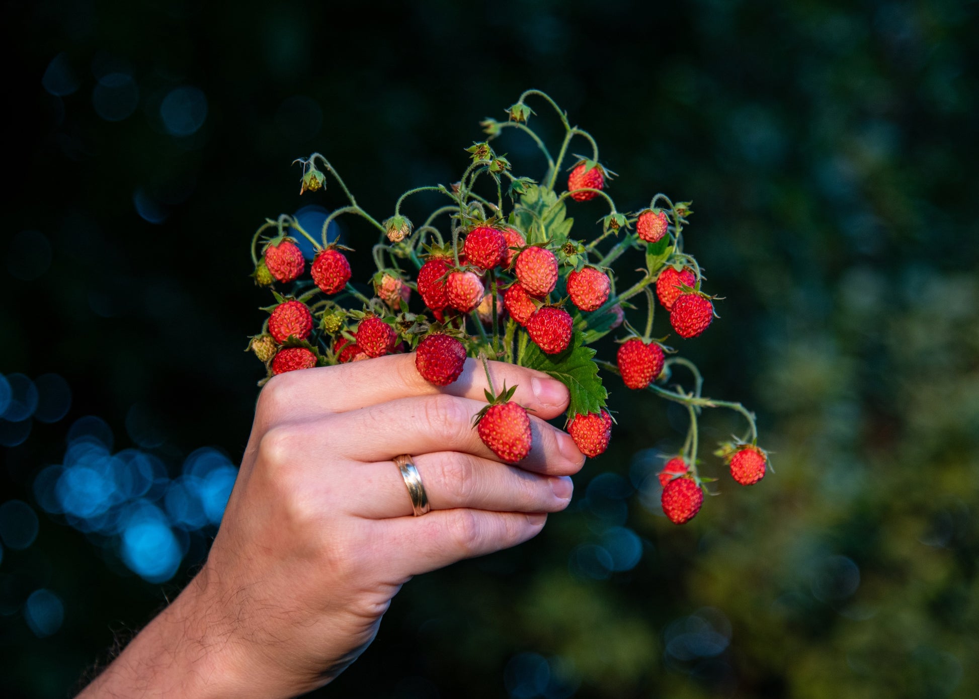 100 VESCA BARON STRAWBERRY Solemacher Berry Fragari Fruit Seeds – Seedville  USA