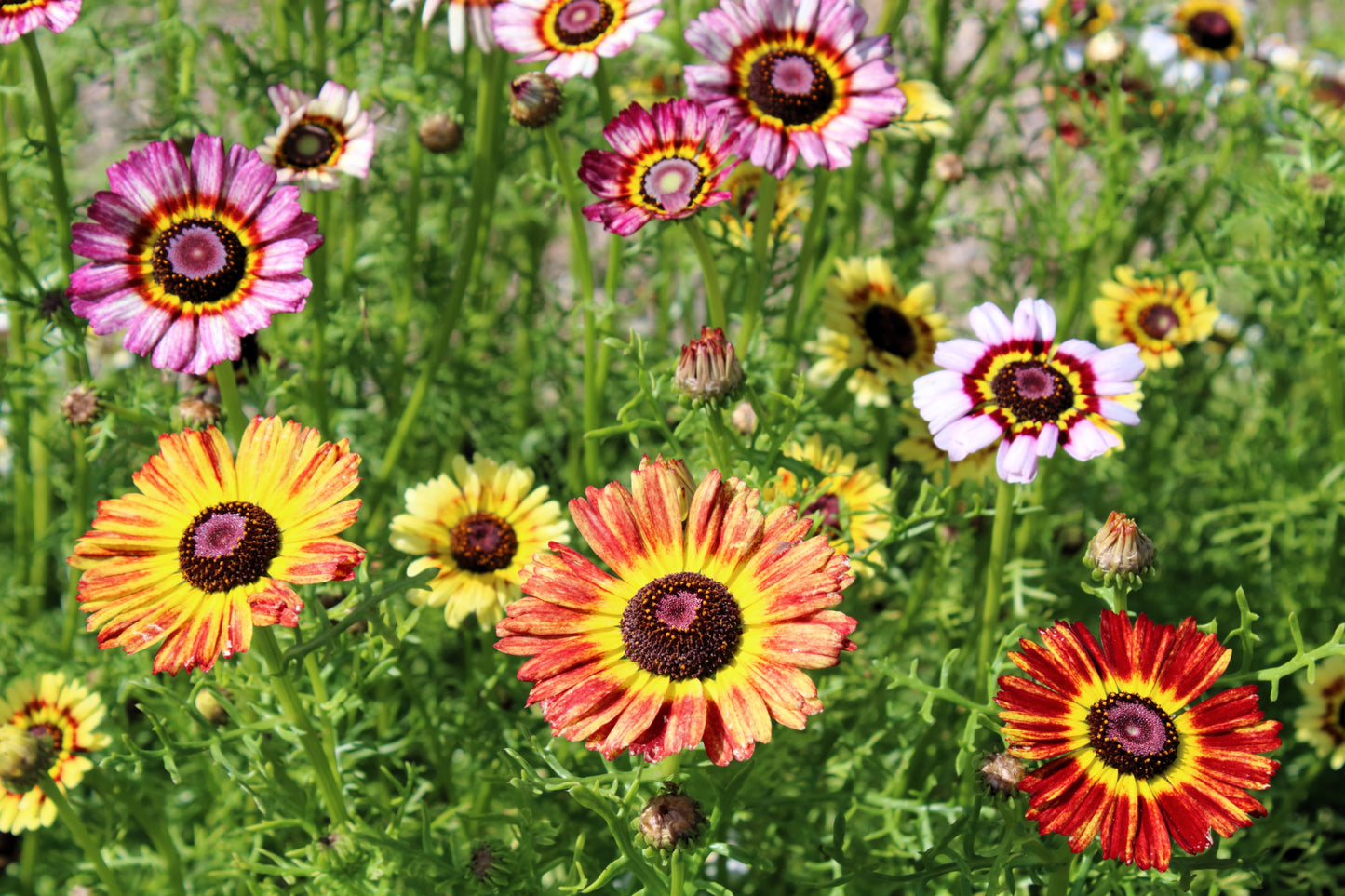 250 TRICOLOR PAINTED DAISY (Pyrenthrum Daisy) Chrysanthemum Carinatum Flower Seeds