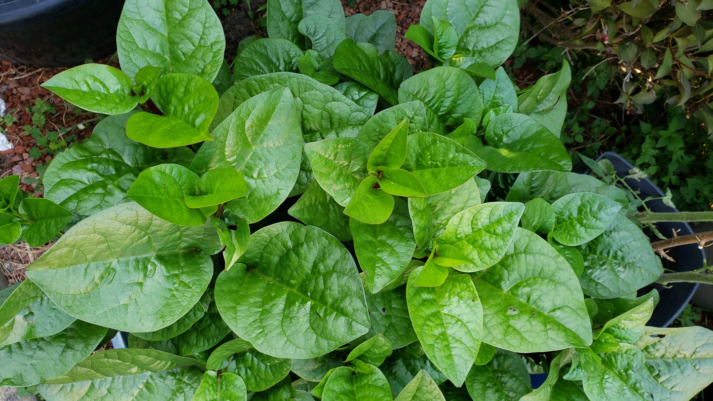 50 GREEN VINES SUPREME MALABAR SPINACH Ceylon Basella Alba Vegetable Seeds