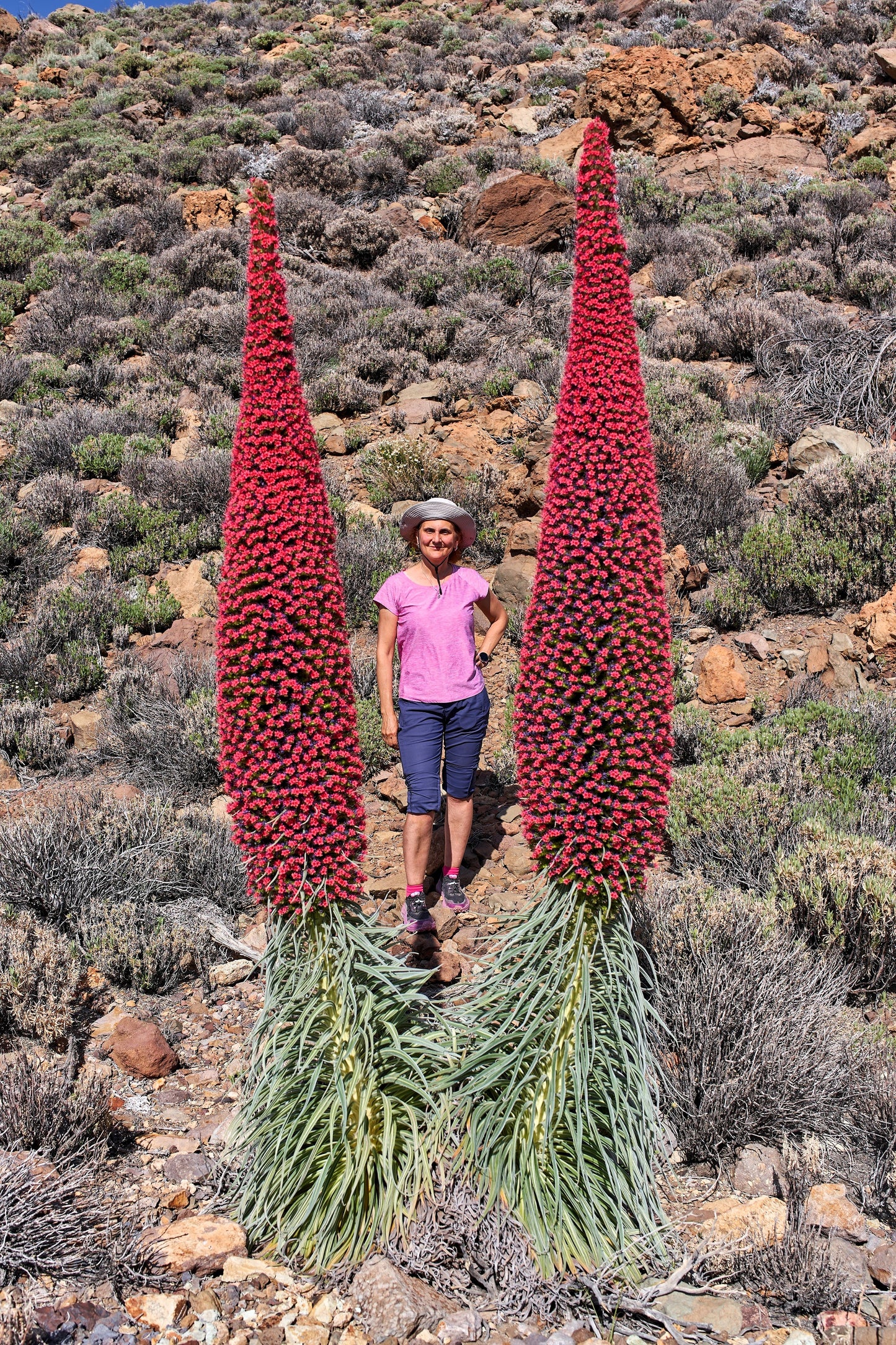 tower of jewels plant seeds 25 TOWER OF JEWELS Red Bugloss Echium Wildpretii Ruby Hummingbird Flower Seeds